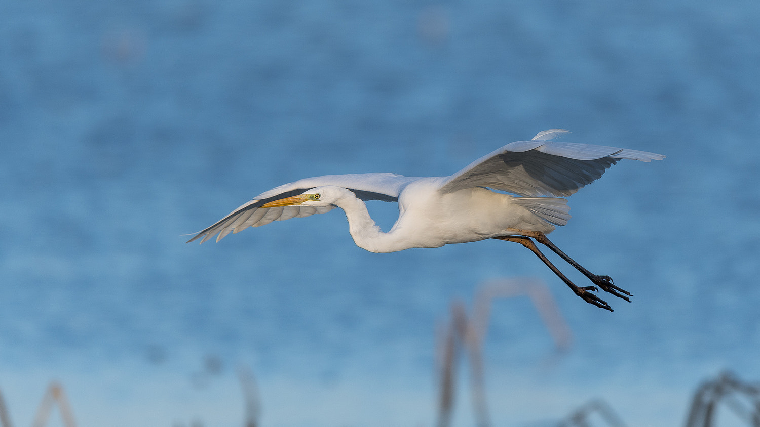 Nikon AF-S Nikkor 600mm F4E FL ED VR sample photo. White heron photography