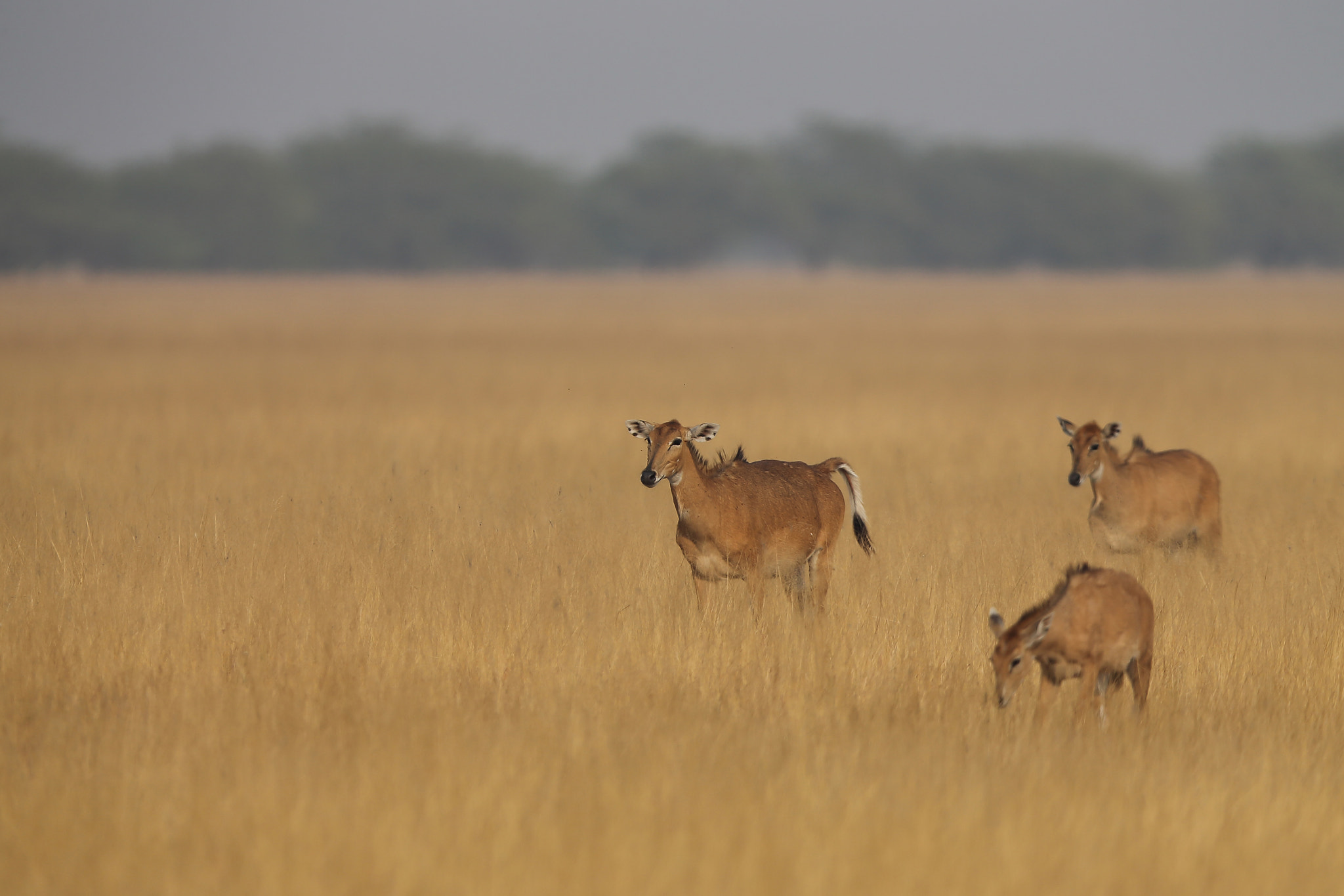 Canon EF 400mm F2.8L IS II USM sample photo. Black buck photography