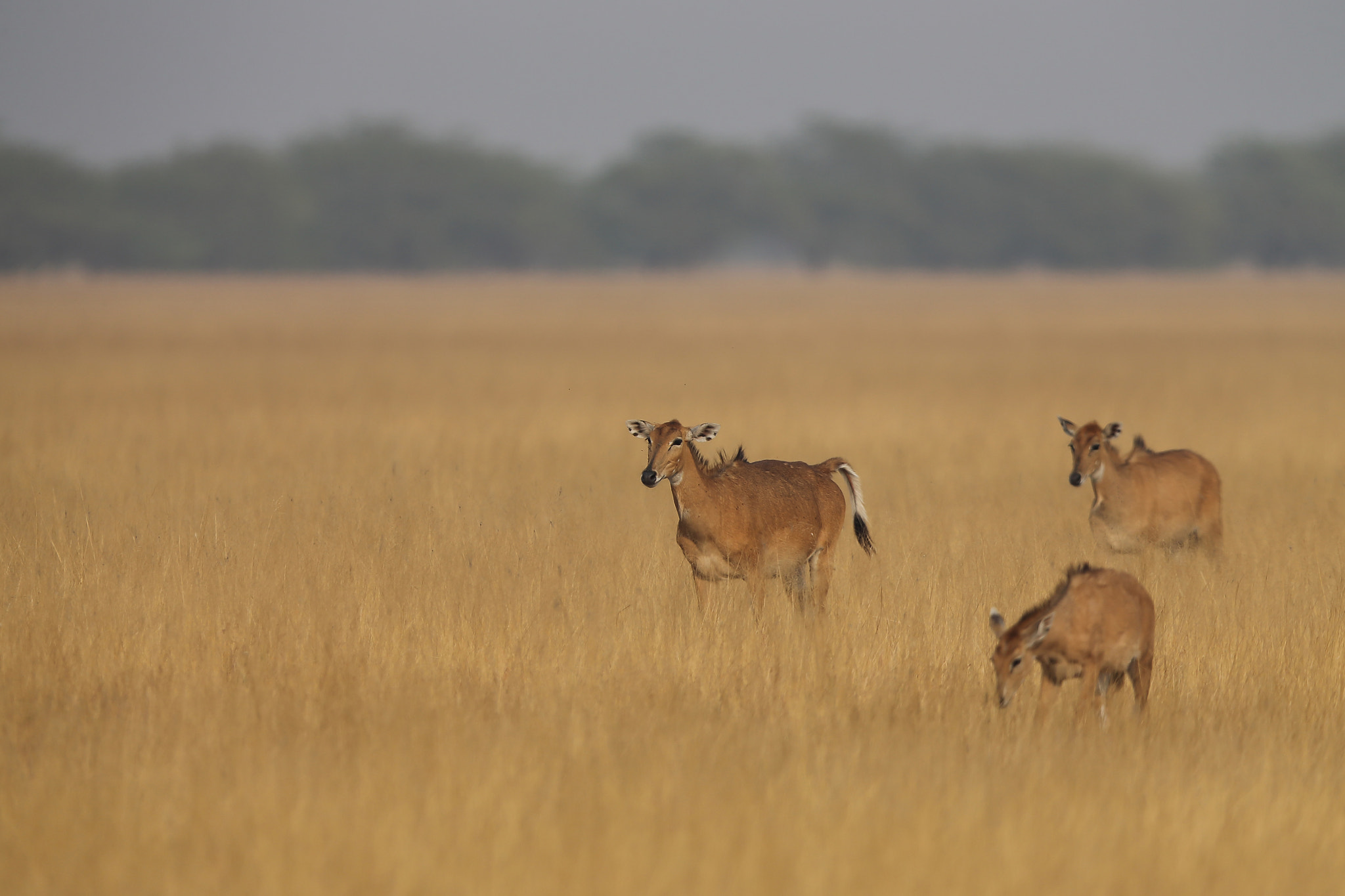 Canon EOS-1D X + Canon EF 400mm F2.8L IS II USM sample photo. Black buck photography