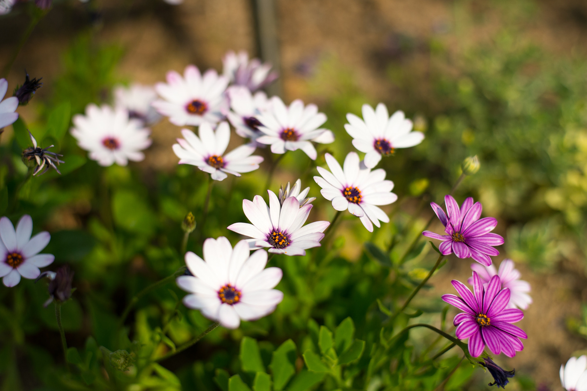 Nikon D3S + Nikon AF-S Nikkor 50mm F1.8G sample photo. Can't take my eyes off you ;) photography