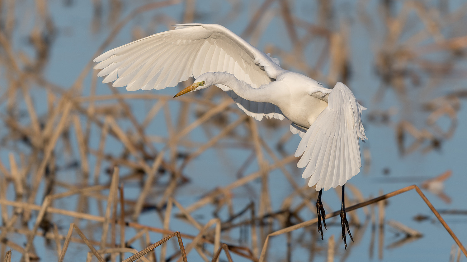 Nikon AF-S Nikkor 600mm F4E FL ED VR sample photo. White heron photography