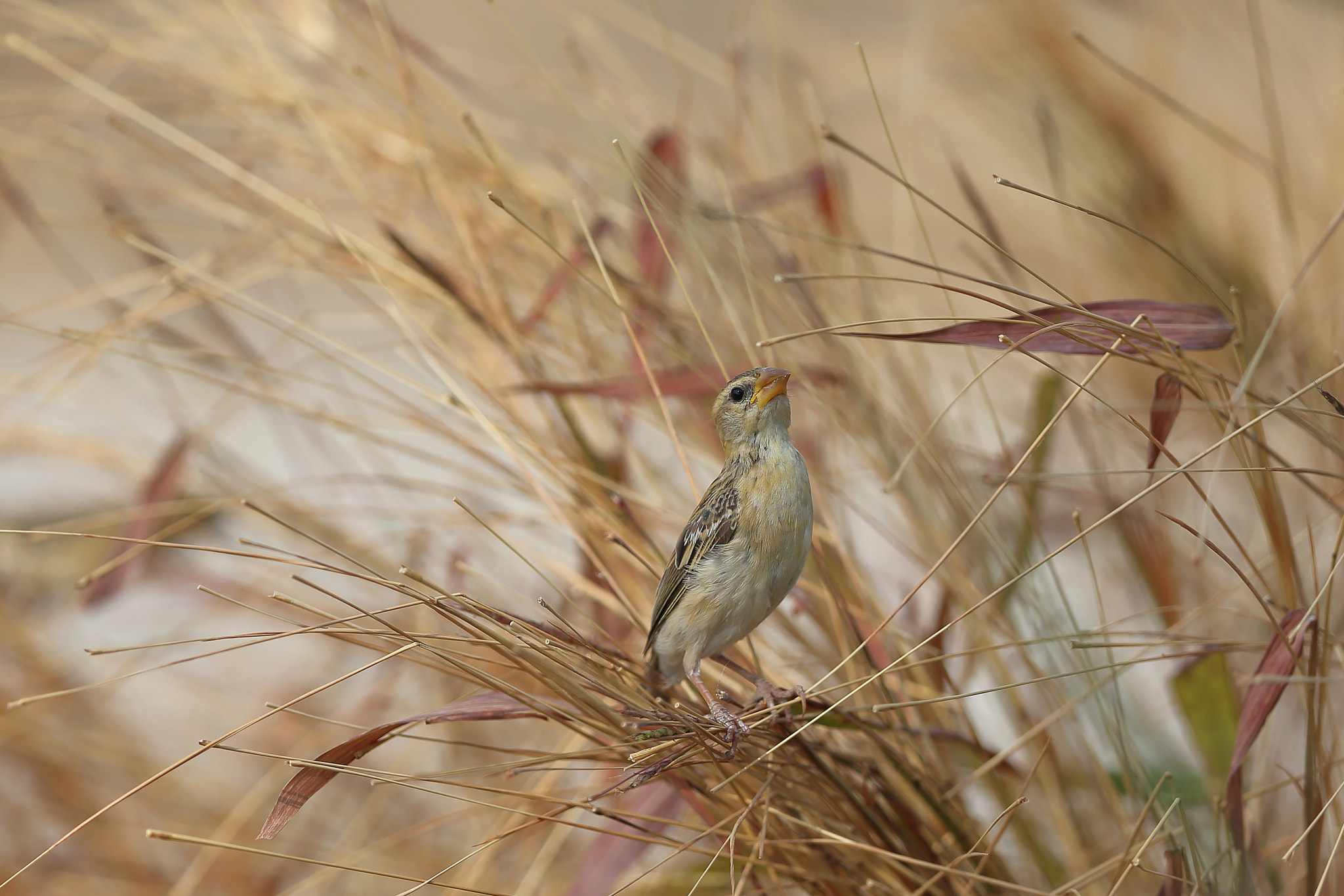 Canon EF 400mm F2.8L IS II USM sample photo. Baya weaver photography