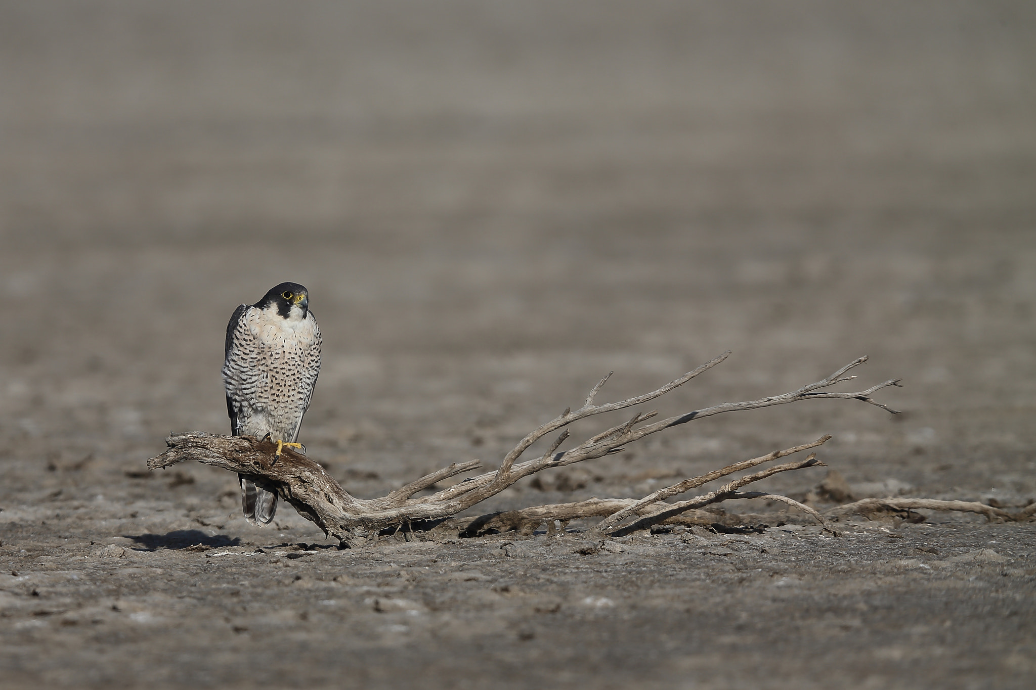 Canon EF 400mm F2.8L IS II USM sample photo. Peregrine falcon photography