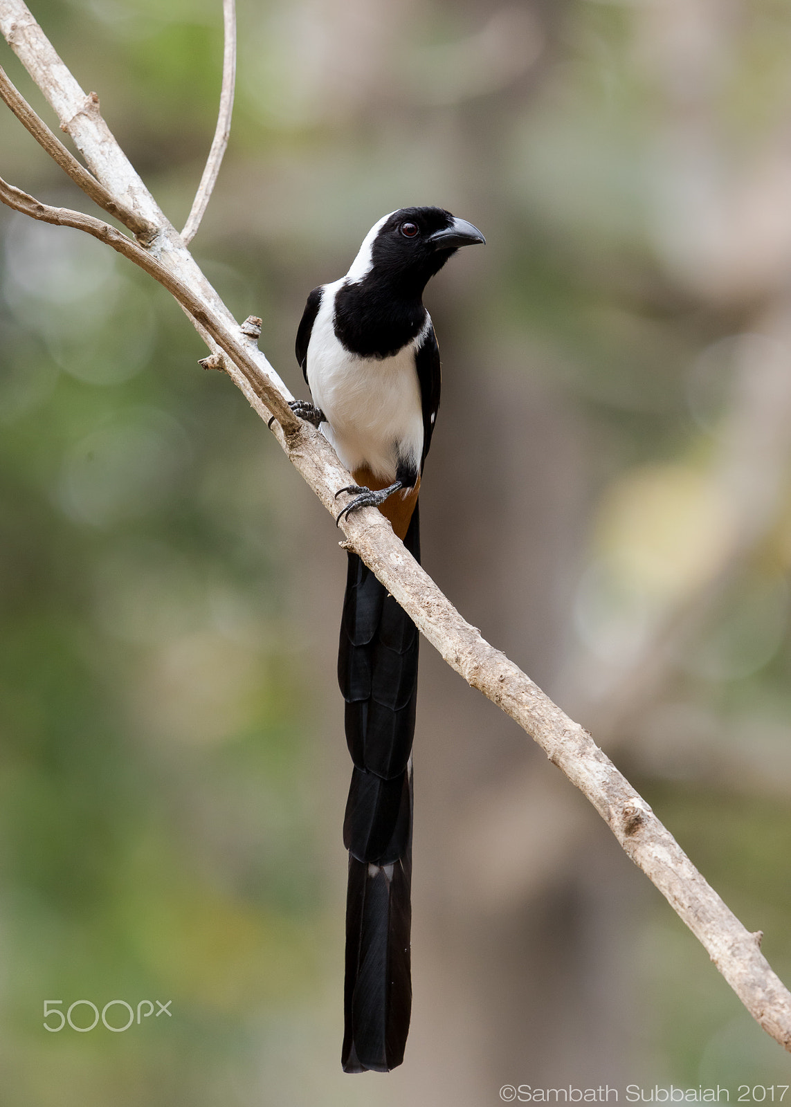 Canon EF 500mm F4L IS II USM sample photo. White bellied treepie photography