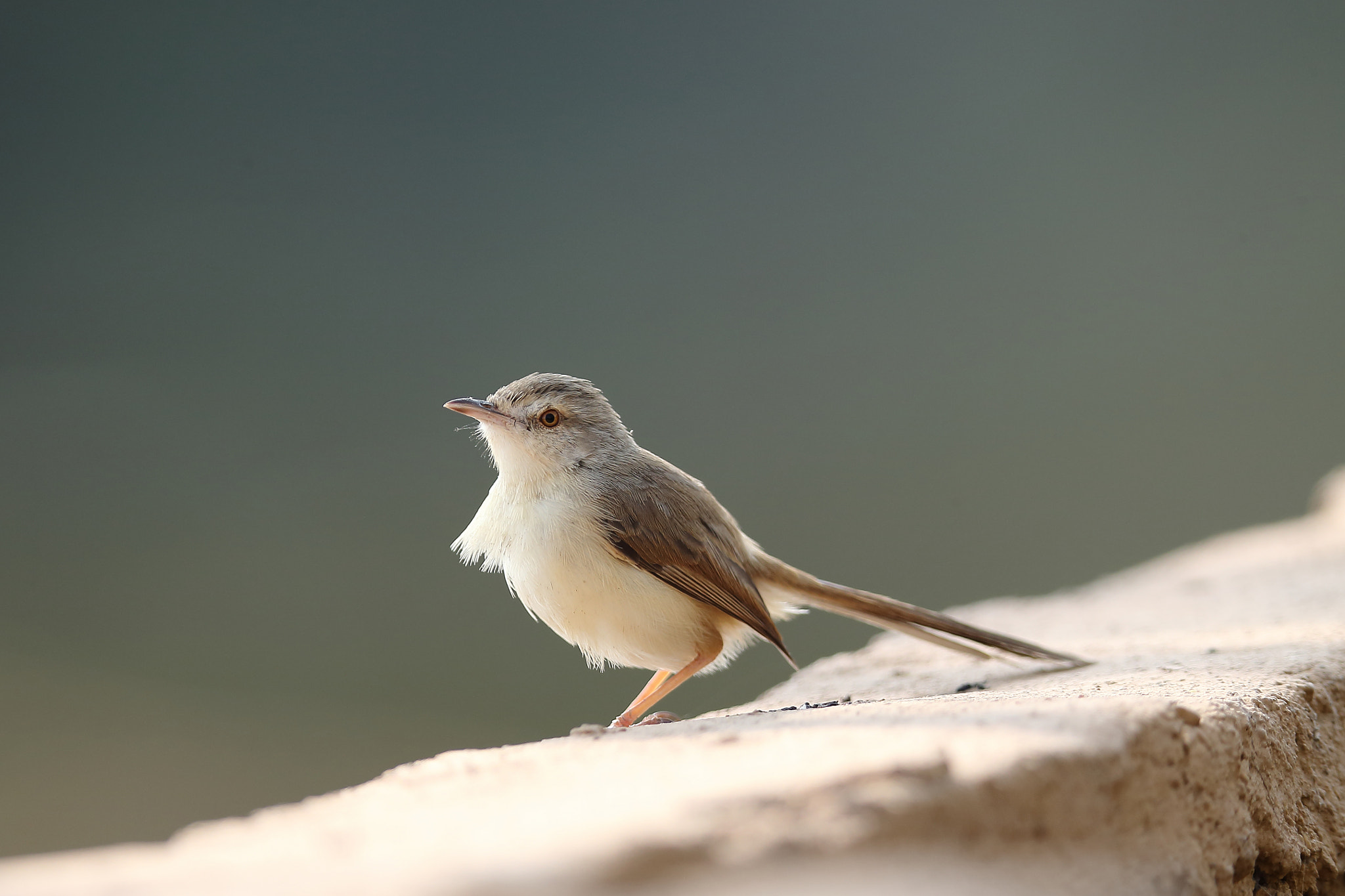 Canon EF 400mm F2.8L IS II USM sample photo. Plain prinia photography