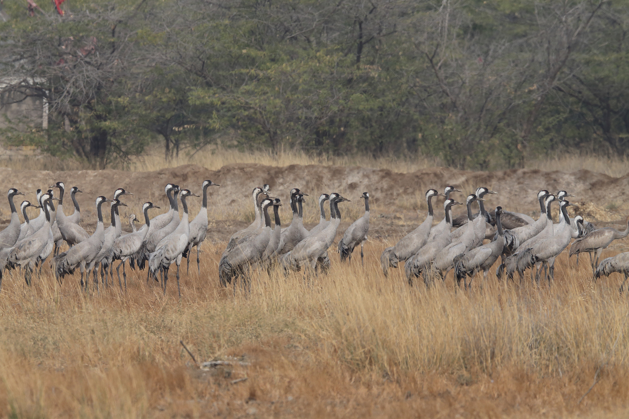Canon EF 400mm F2.8L IS II USM sample photo. Common crane photography