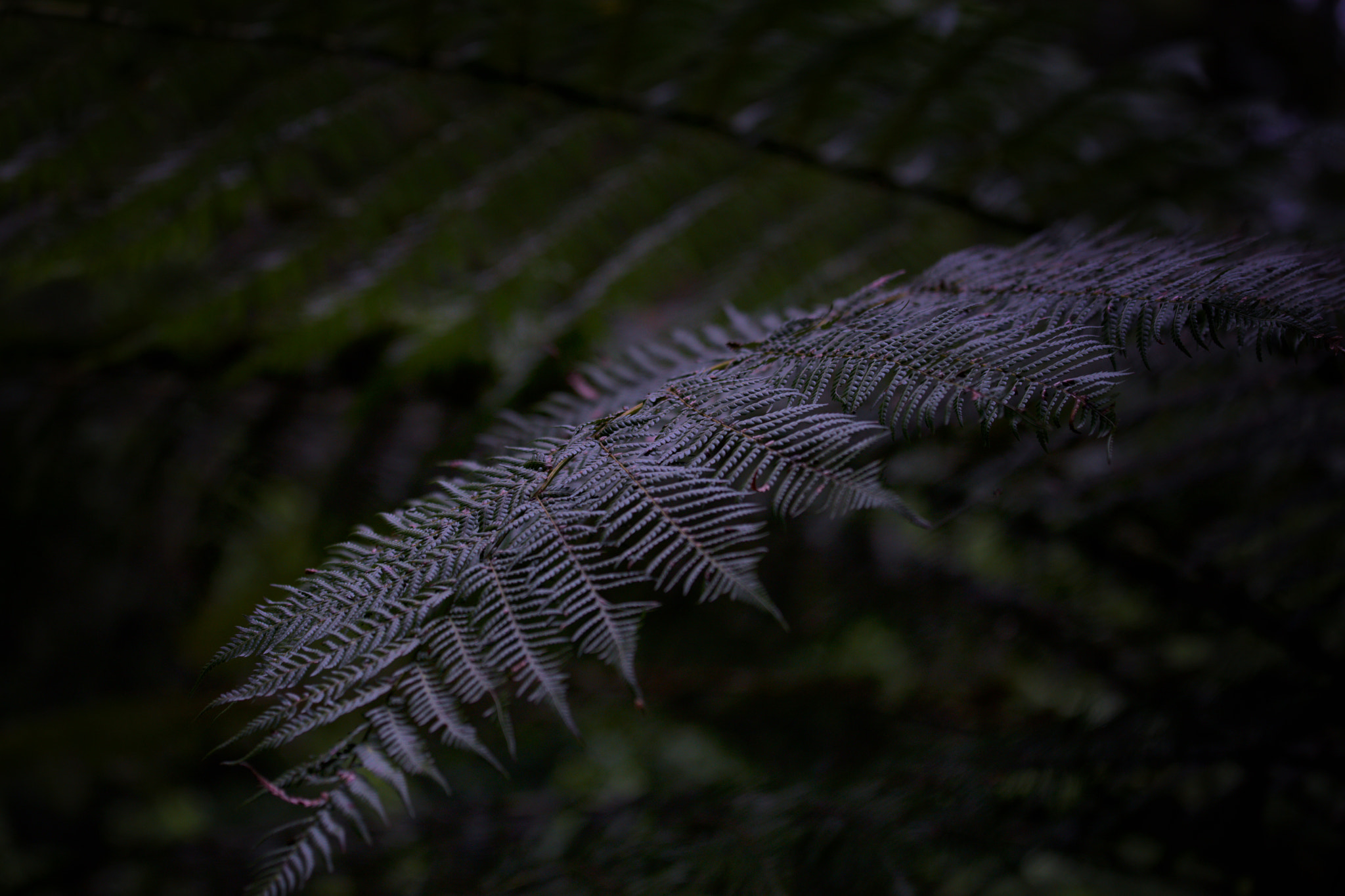 Canon EF 70-200mm F4L IS USM sample photo. Silver leaf photography