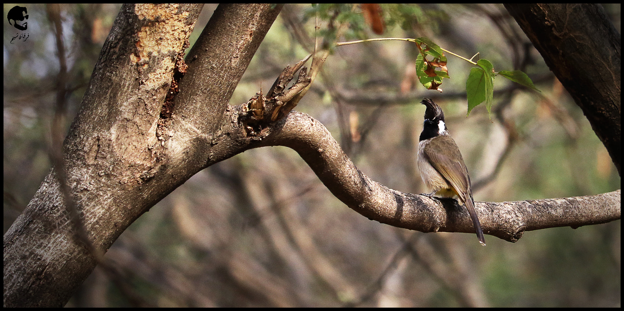 Canon EF-S 55-250mm F4-5.6 IS STM sample photo. Himalayan bulbul photography