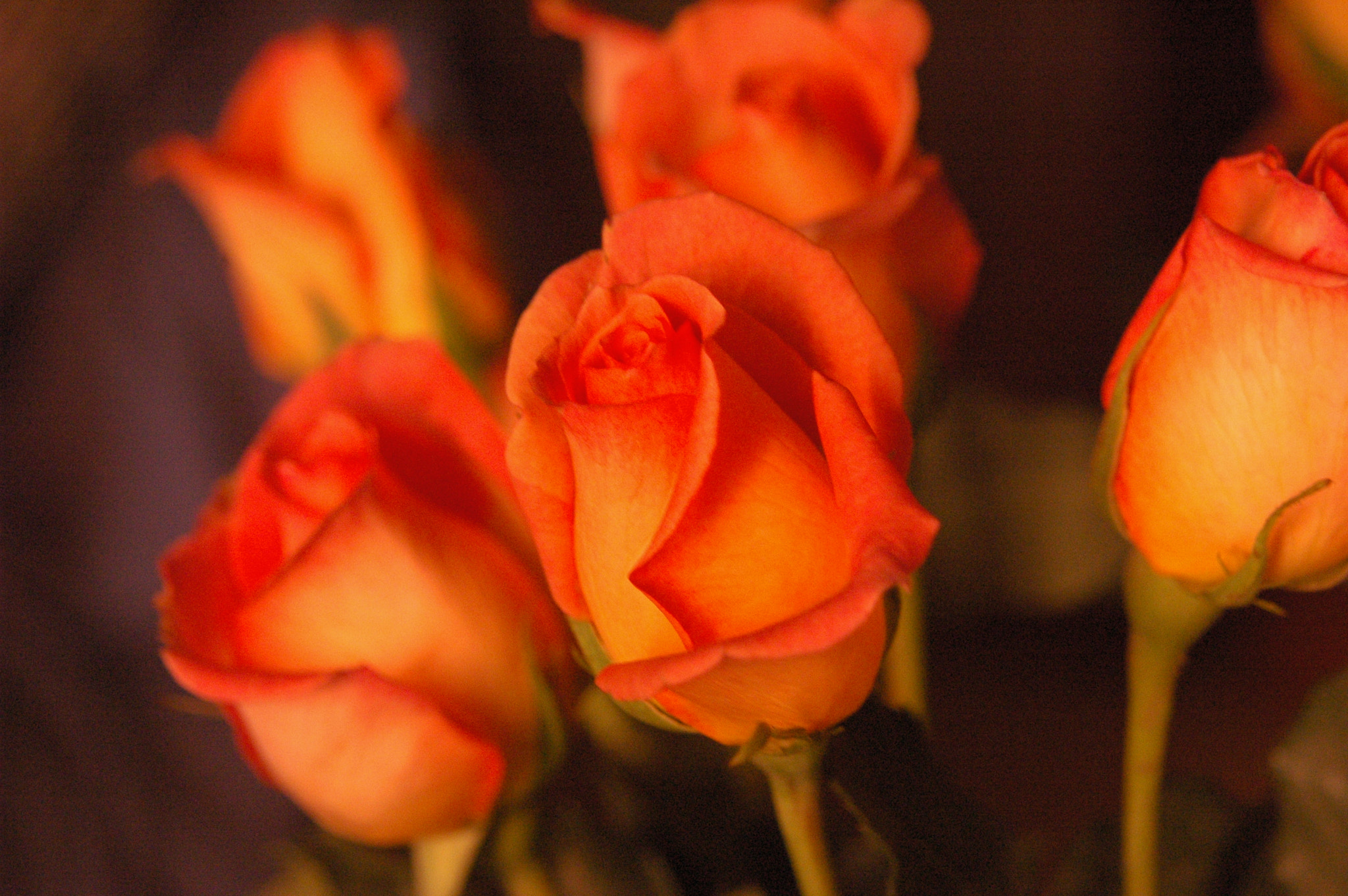 AF Zoom-Nikkor 24-120mm f/3.5-5.6D IF sample photo. Roses photography