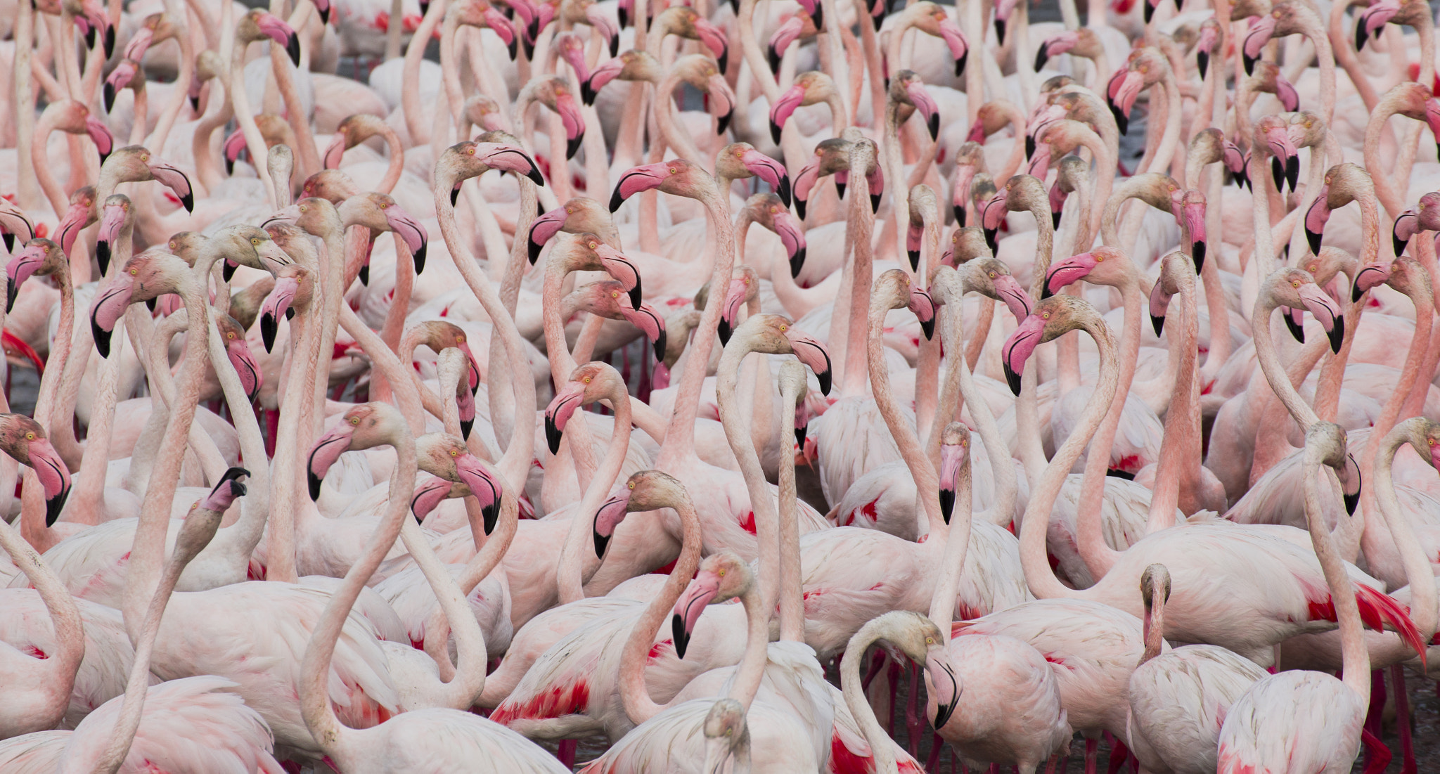 Tamron SP 35mm F1.8 Di VC USD sample photo. Fabulous flamingo flock photography