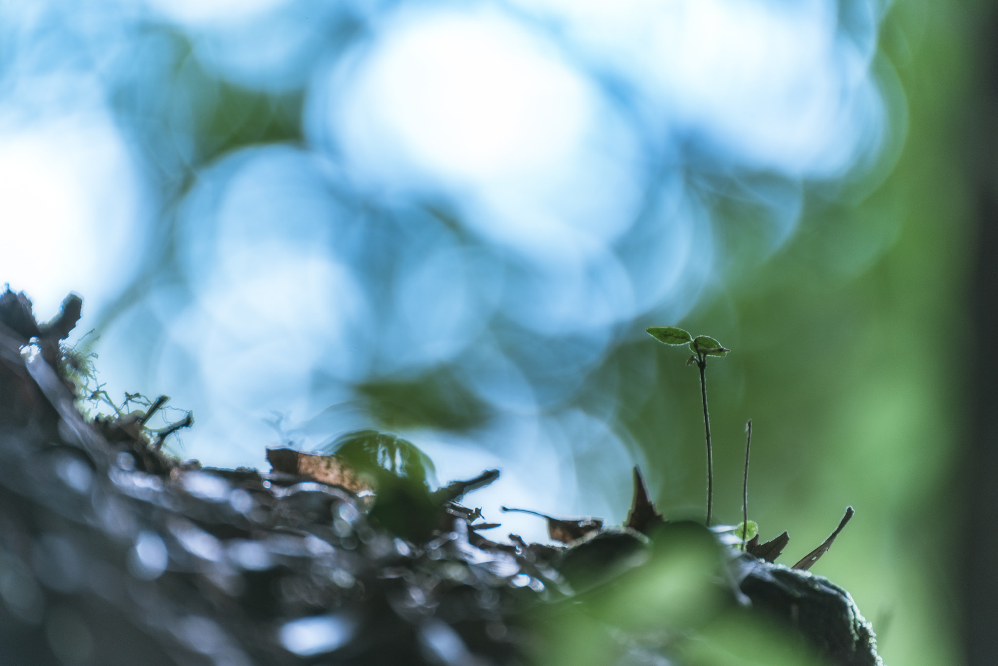 Nikon D810 sample photo. Light photography