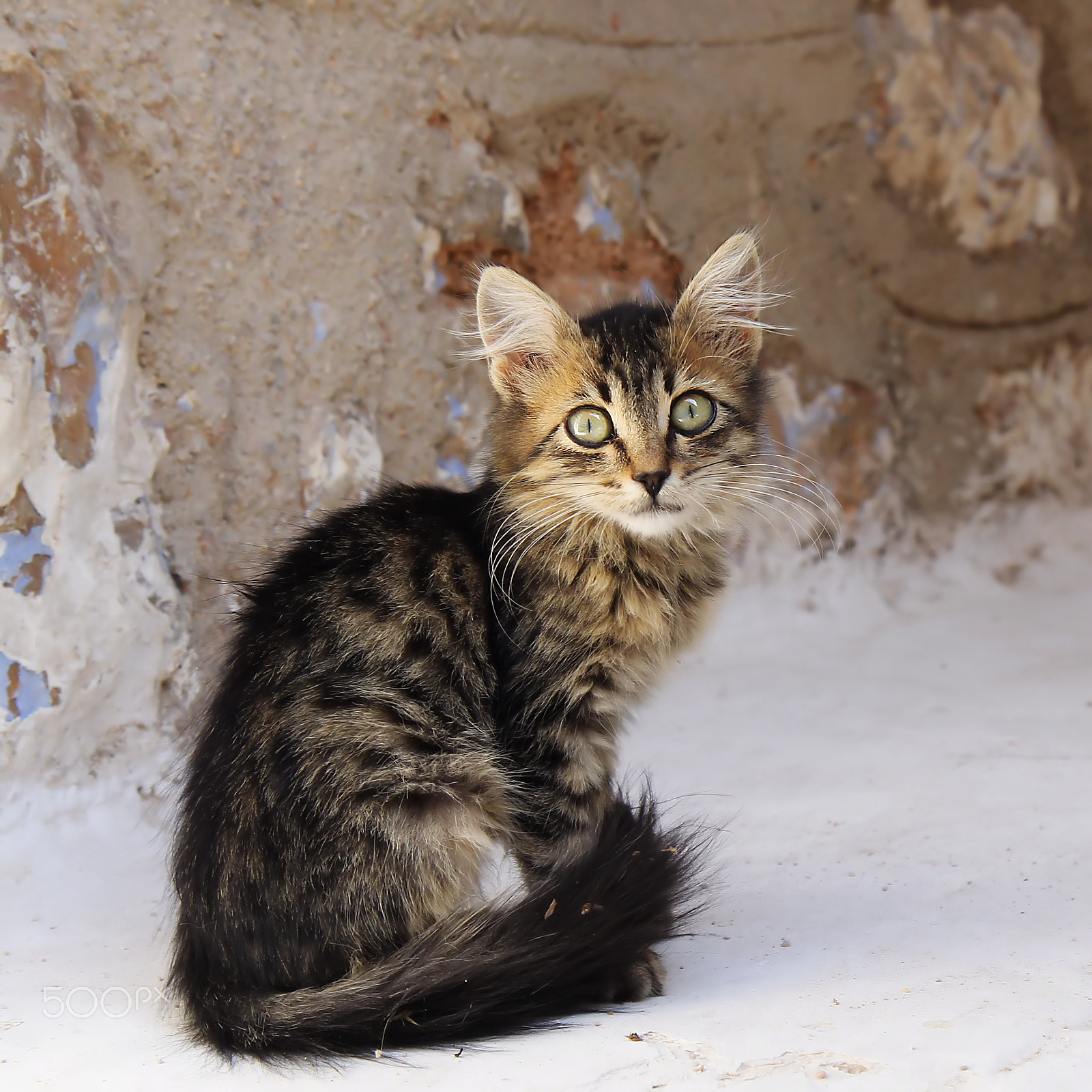 Canon EOS 60D sample photo. Cats of greece photography