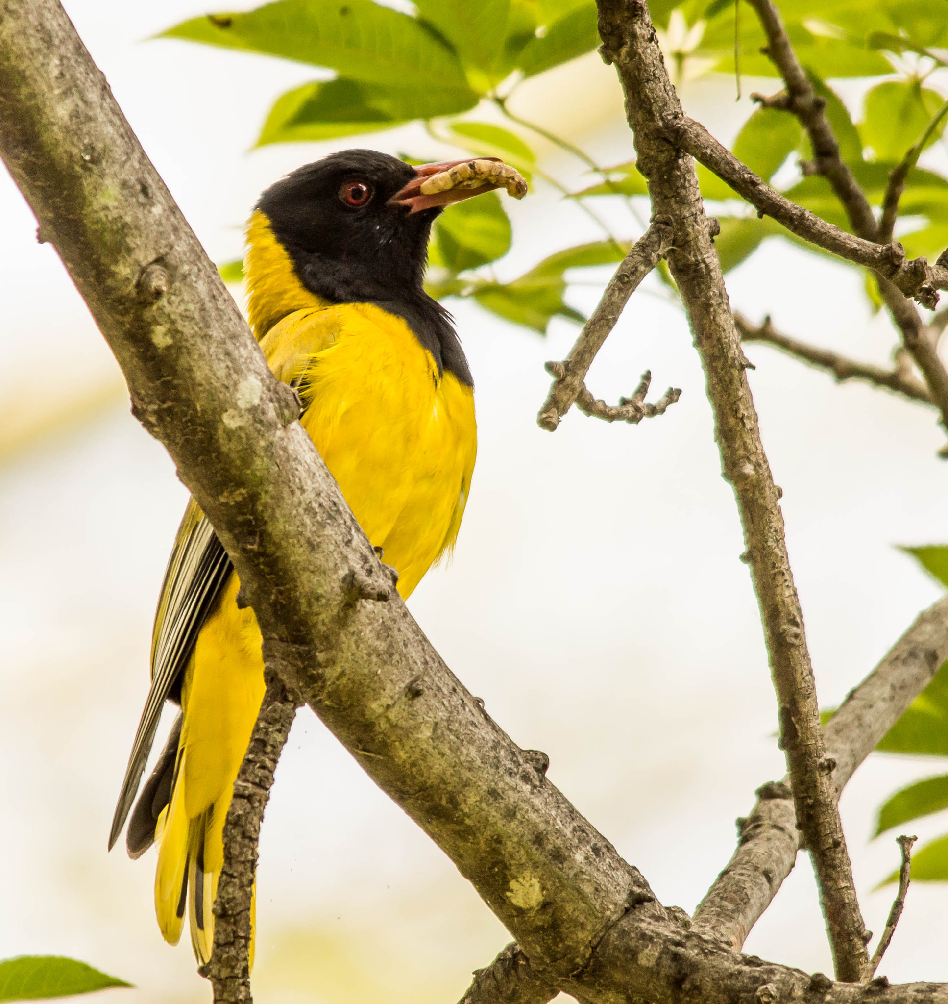 Sigma 150-500mm F5-6.3 DG OS HSM sample photo. Black headed oriole photography