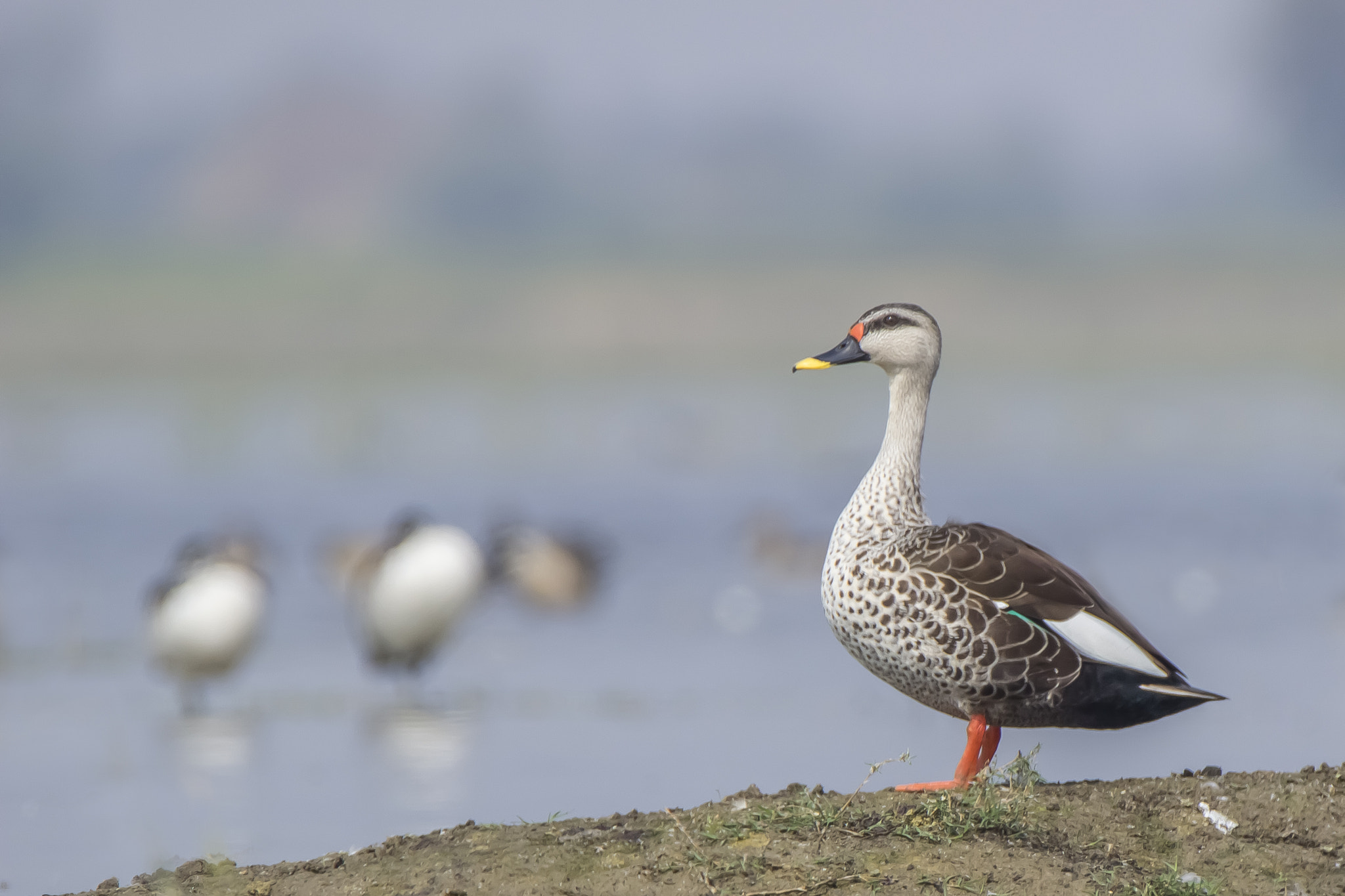 Tamron SP 150-600mm F5-6.3 Di VC USD sample photo. Spot-billed duck • vadhwana • jan 2017 photography