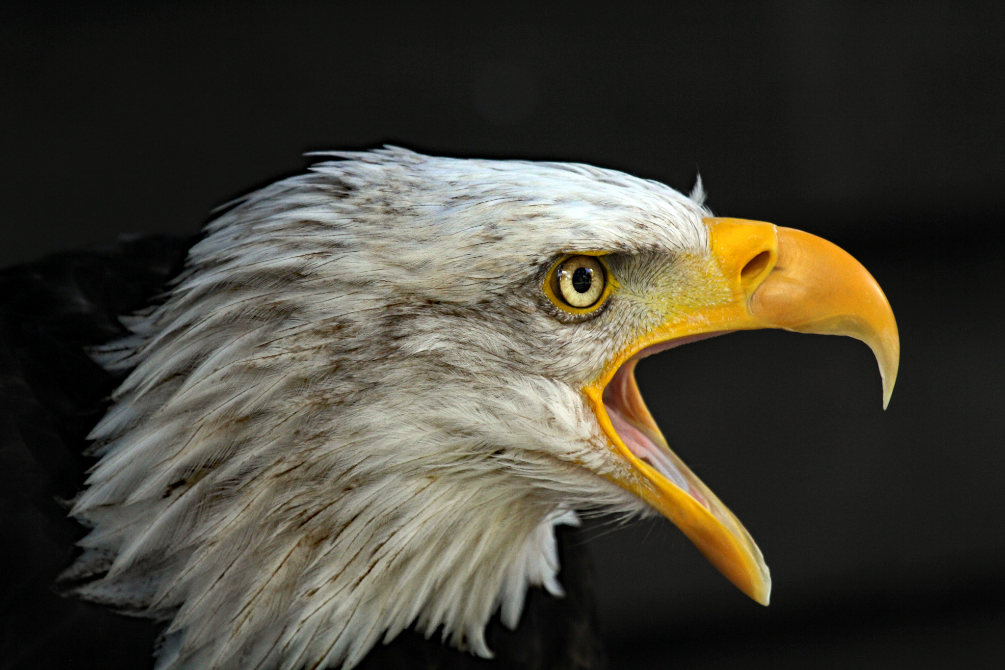 Canon EF 100-400mm F4.5-5.6L IS USM sample photo. Scream! photography