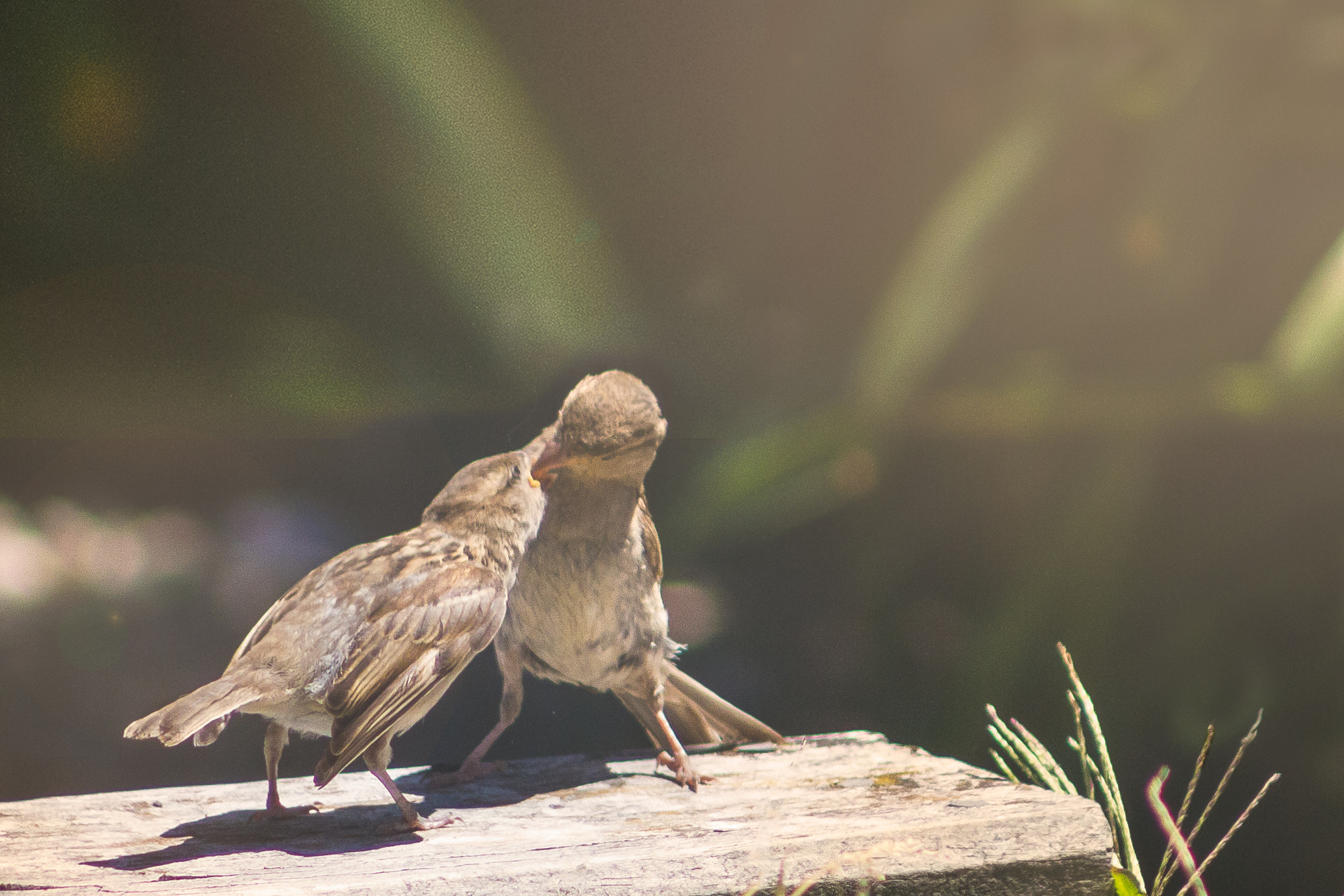 Canon EOS 7D + EF75-300mm f/4-5.6 sample photo. Feeding photography