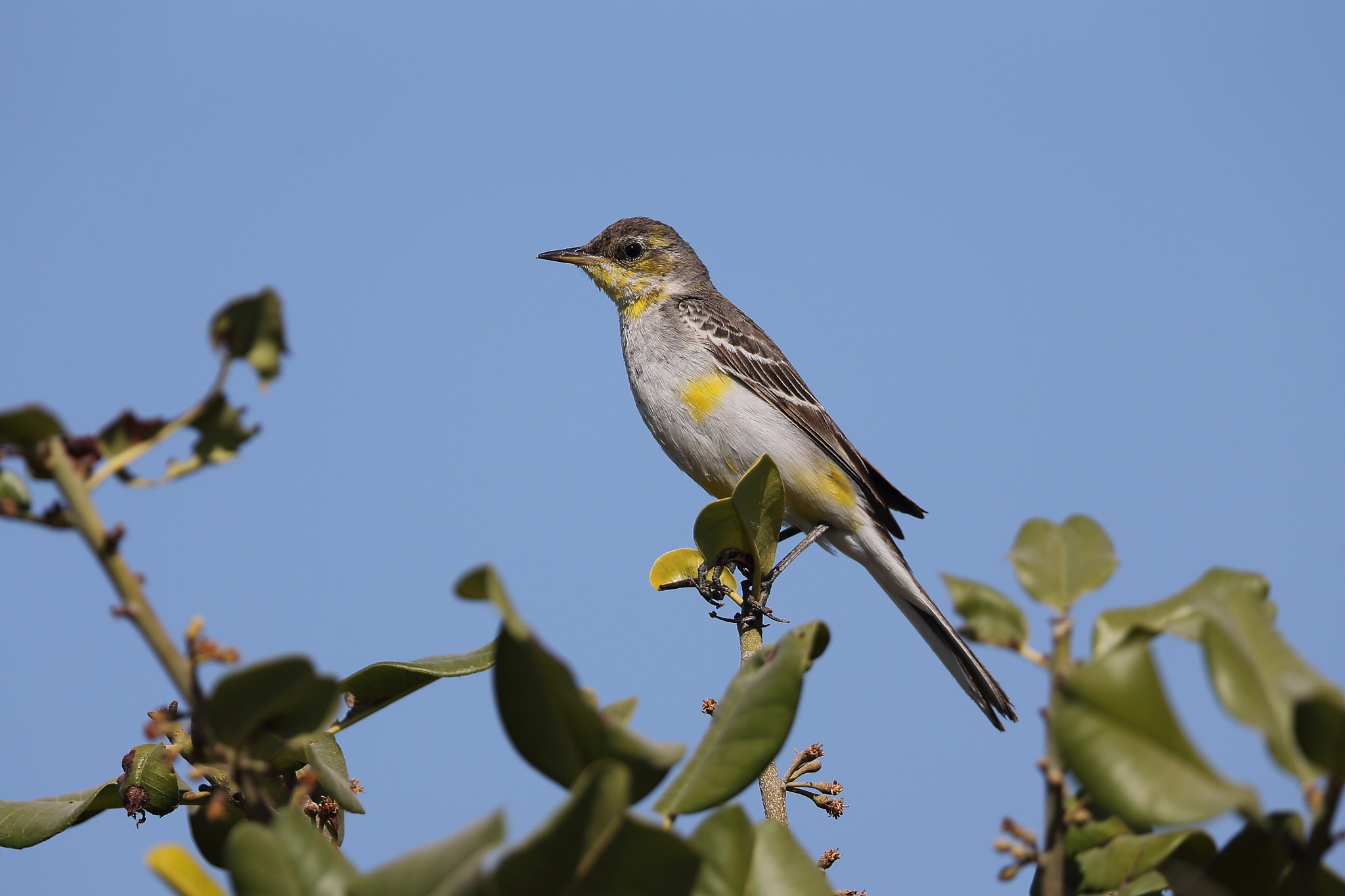 Canon EF 400mm F2.8L IS II USM sample photo. Yellow wagtail photography