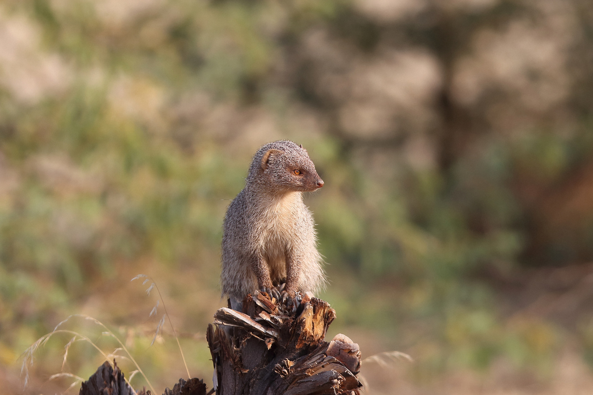 Canon EF 400mm F2.8L IS II USM sample photo. Small indian mongoose photography