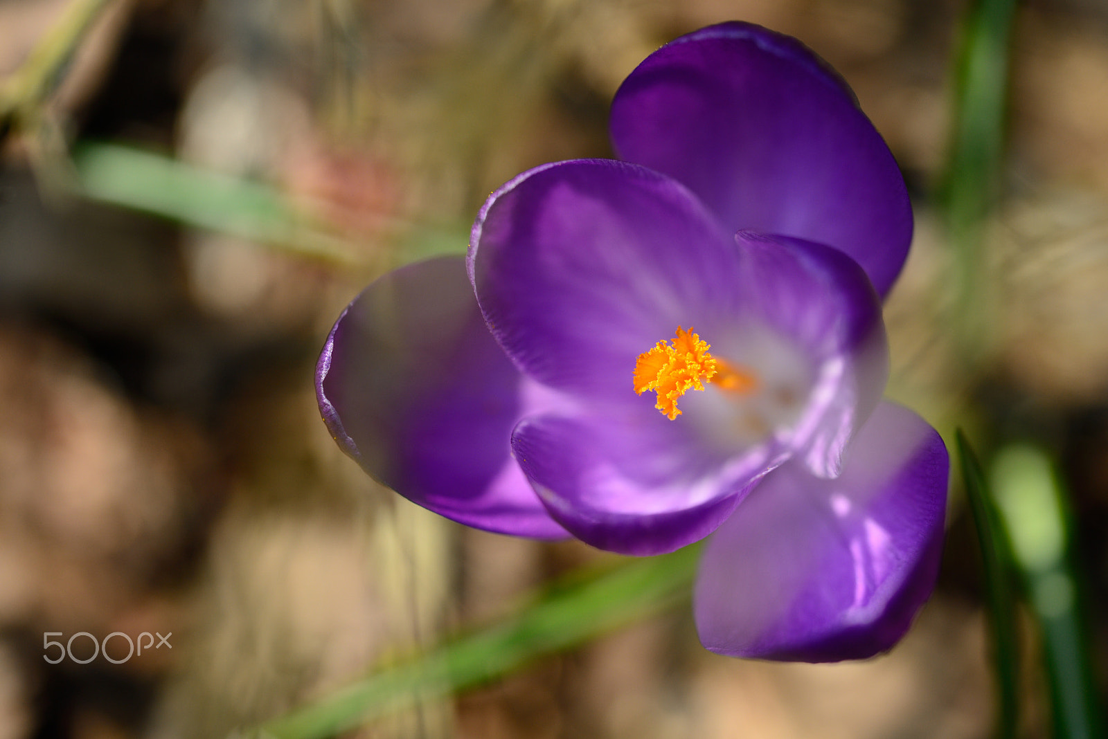Nikon D800 sample photo. The colors of spring photography