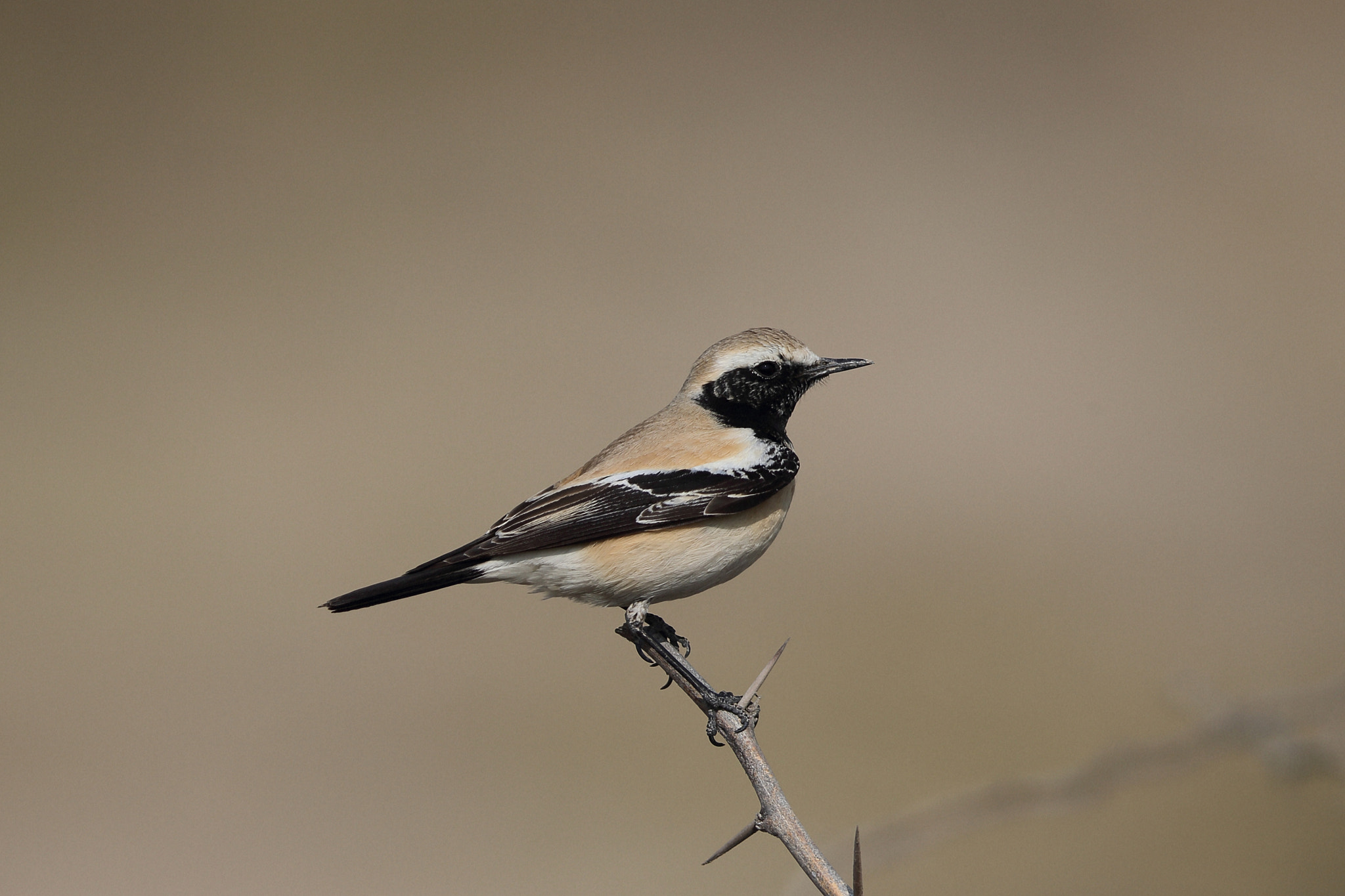Canon EF 400mm F2.8L IS II USM sample photo. Desert wheatear photography