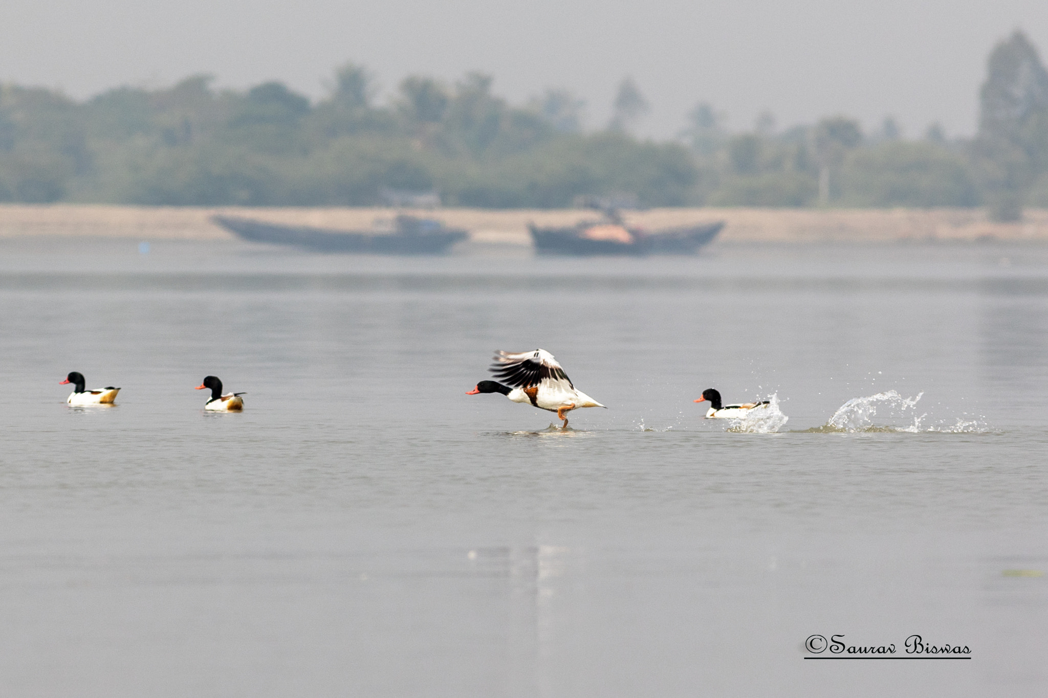 Canon EF 300mm F4L IS USM sample photo. Common shelduck photography