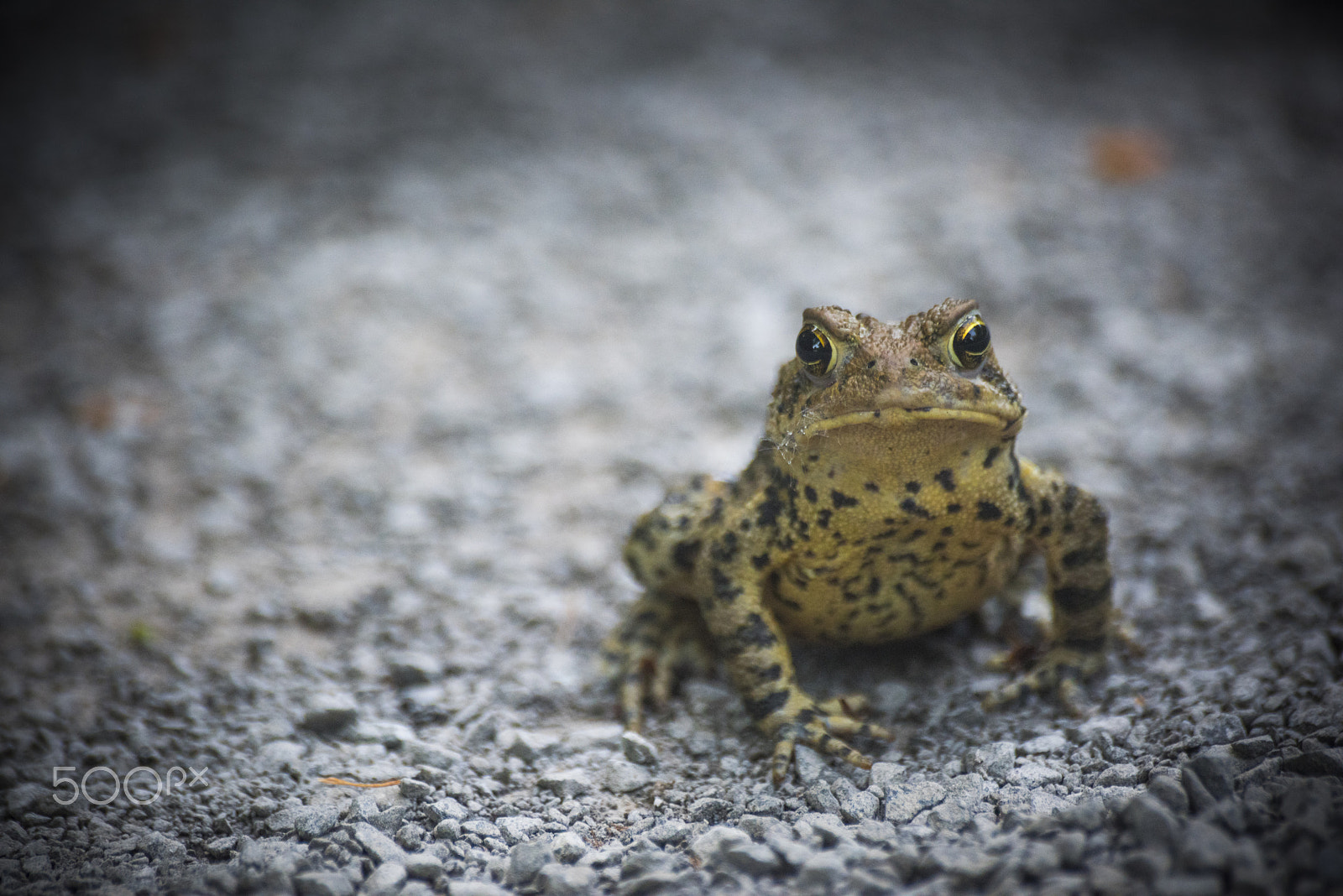 Nikon D810 sample photo. Amphibian on ground looking at you photography