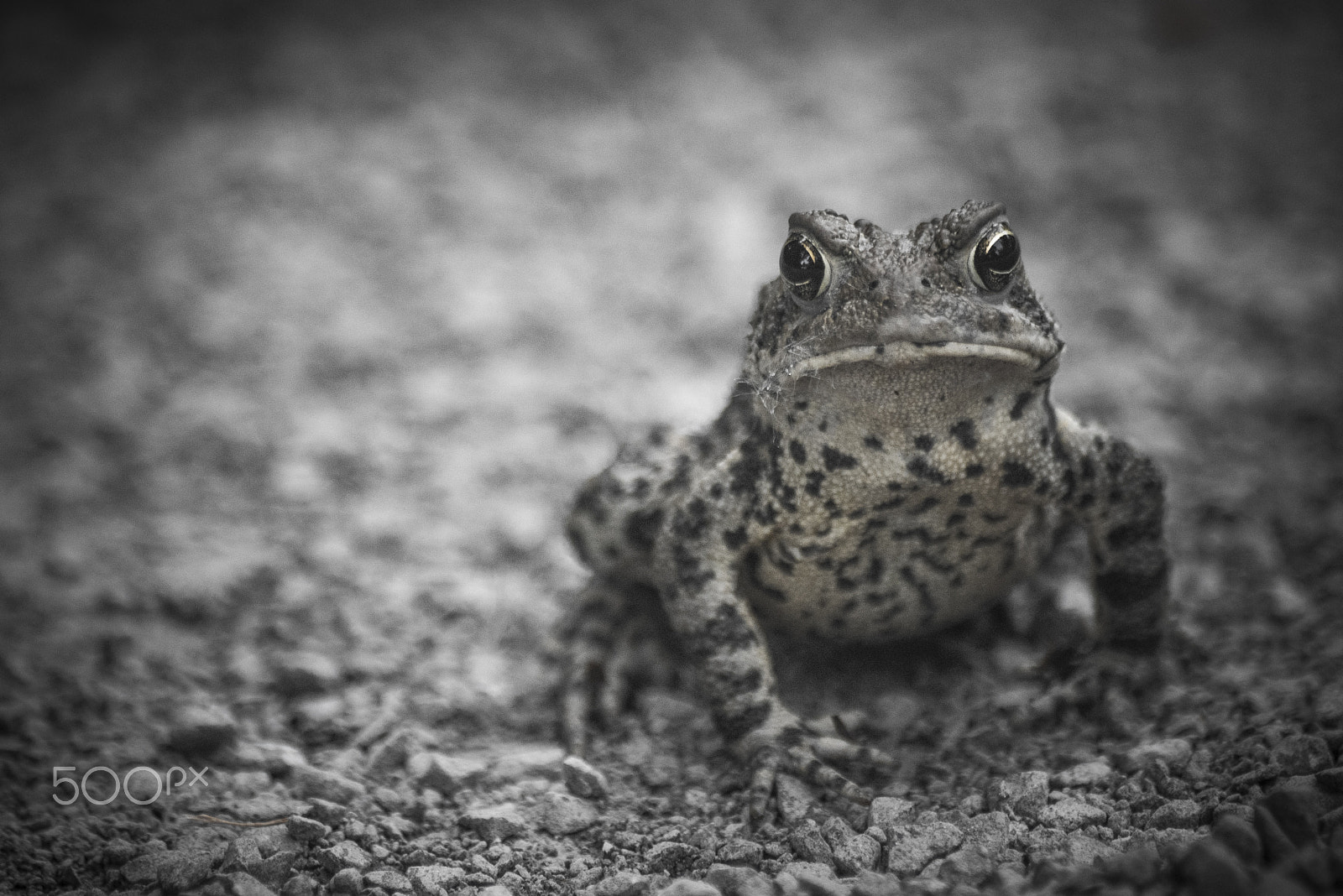 Nikon D810 + Tamron SP 70-300mm F4-5.6 Di VC USD sample photo. Amphibian on ground looking at you photography