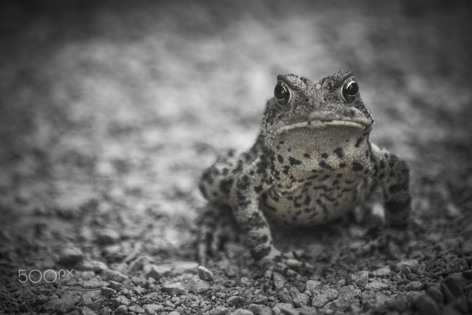 Nikon D810 sample photo. Amphibian on ground looking at you photography