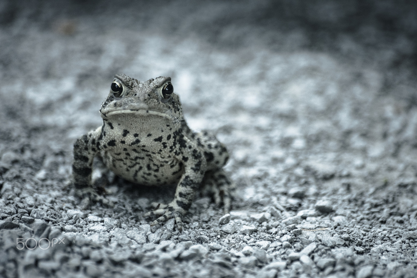 Nikon D810 + Tamron SP 70-300mm F4-5.6 Di VC USD sample photo. Amphibian looking at you photography