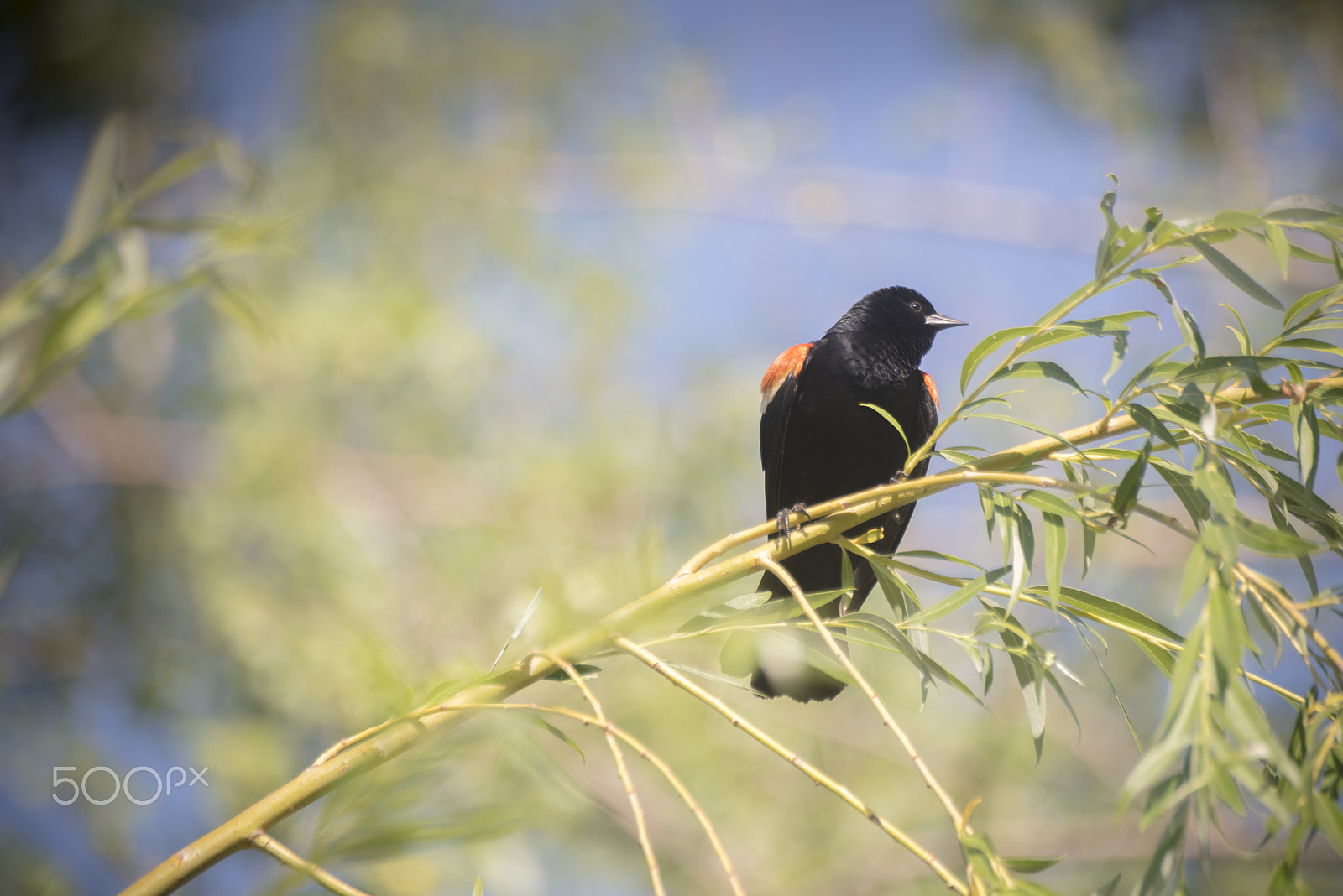 Nikon D810 + Tamron SP 70-300mm F4-5.6 Di VC USD sample photo. Red-winged blackbird on branch photography