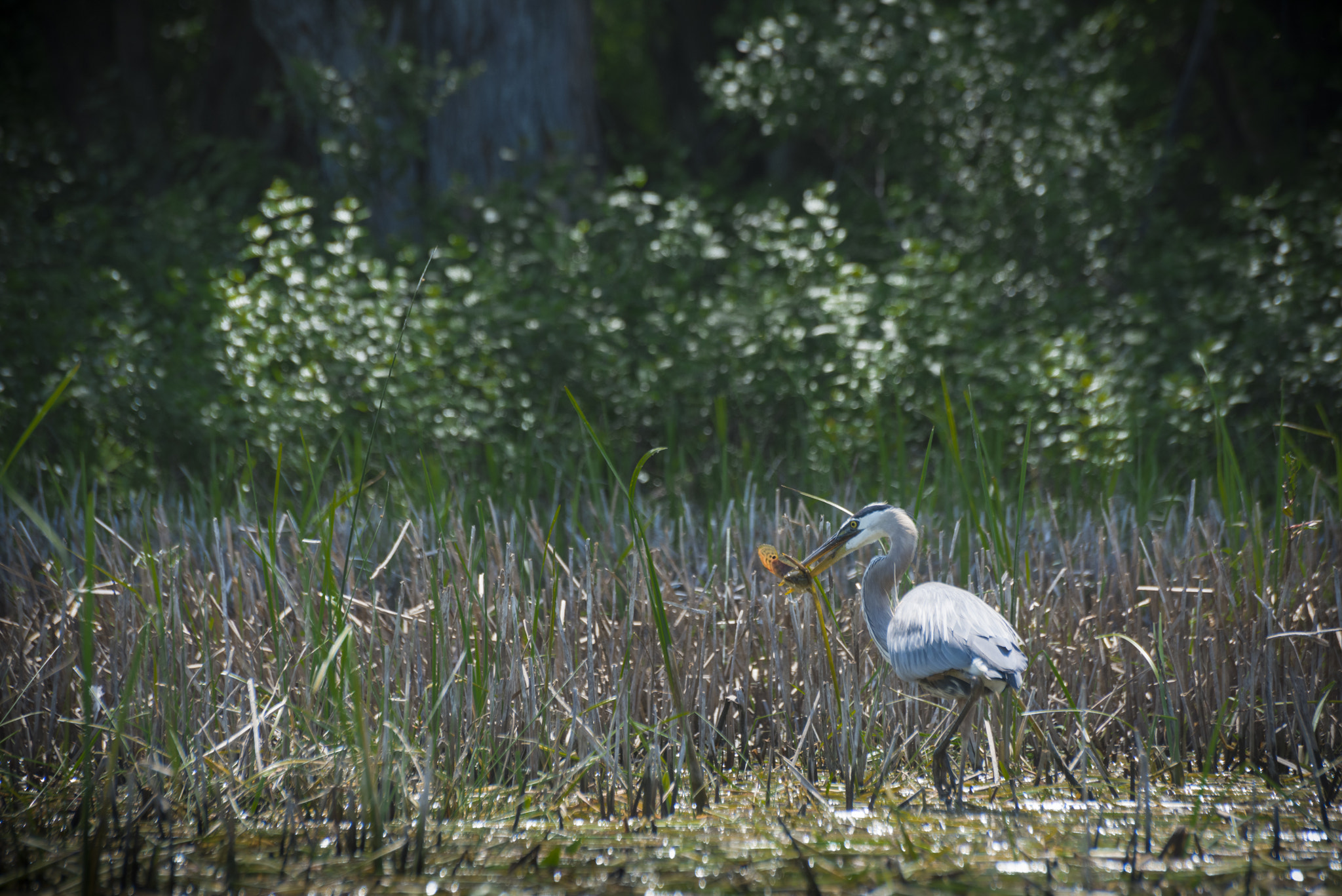 Nikon D810 sample photo. Great blue heron fishing photography