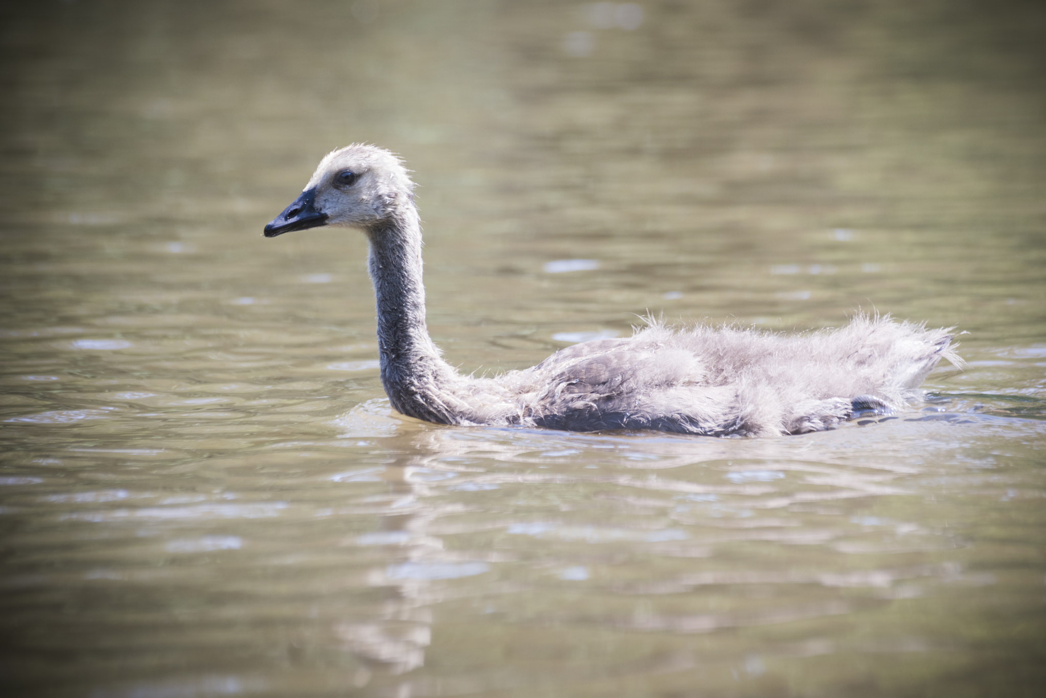 Nikon D810 + Tamron SP 70-300mm F4-5.6 Di VC USD sample photo. Baby goose on water photography