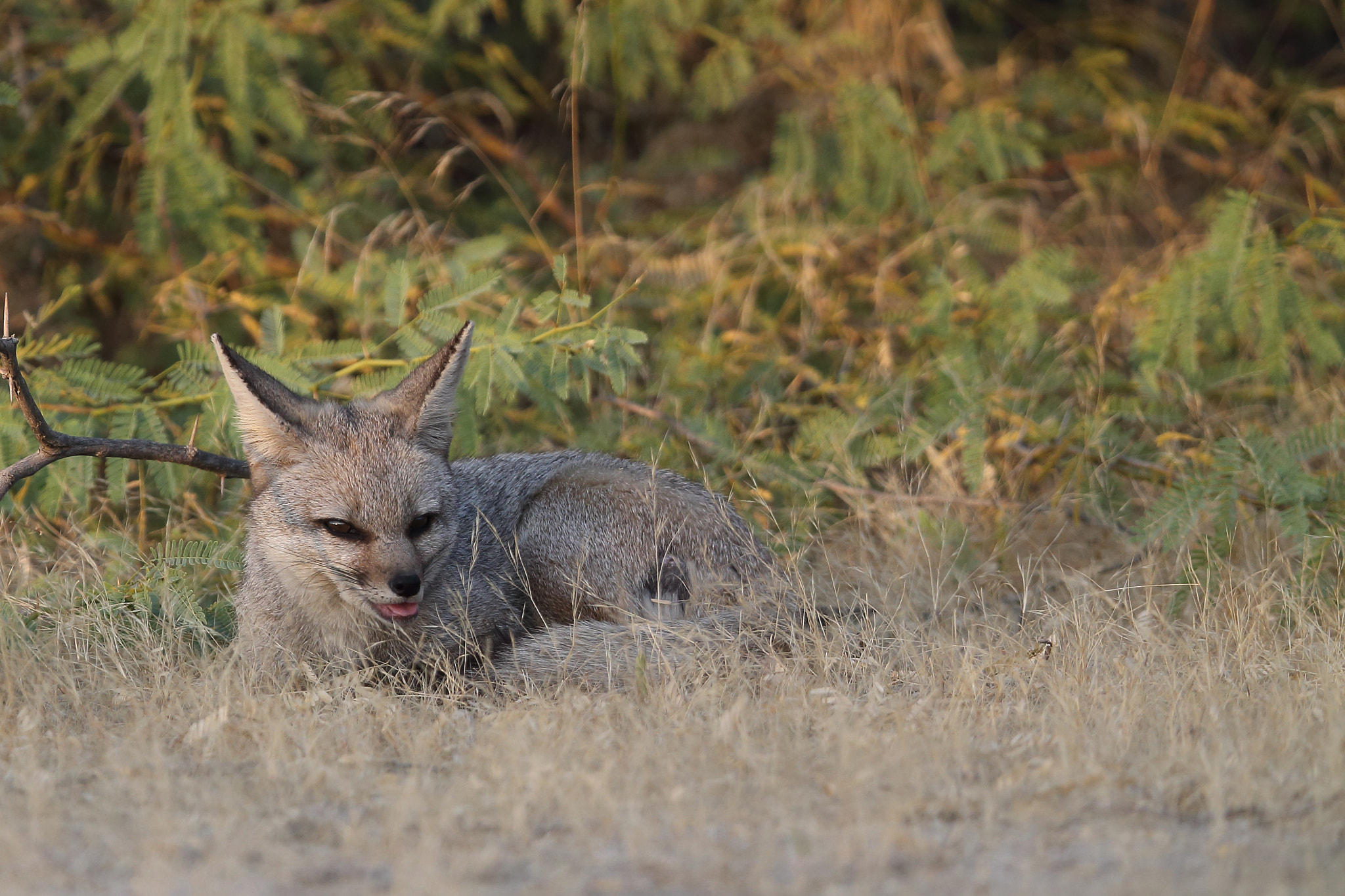 Canon EF 400mm F2.8L IS II USM sample photo. Indian fox photography