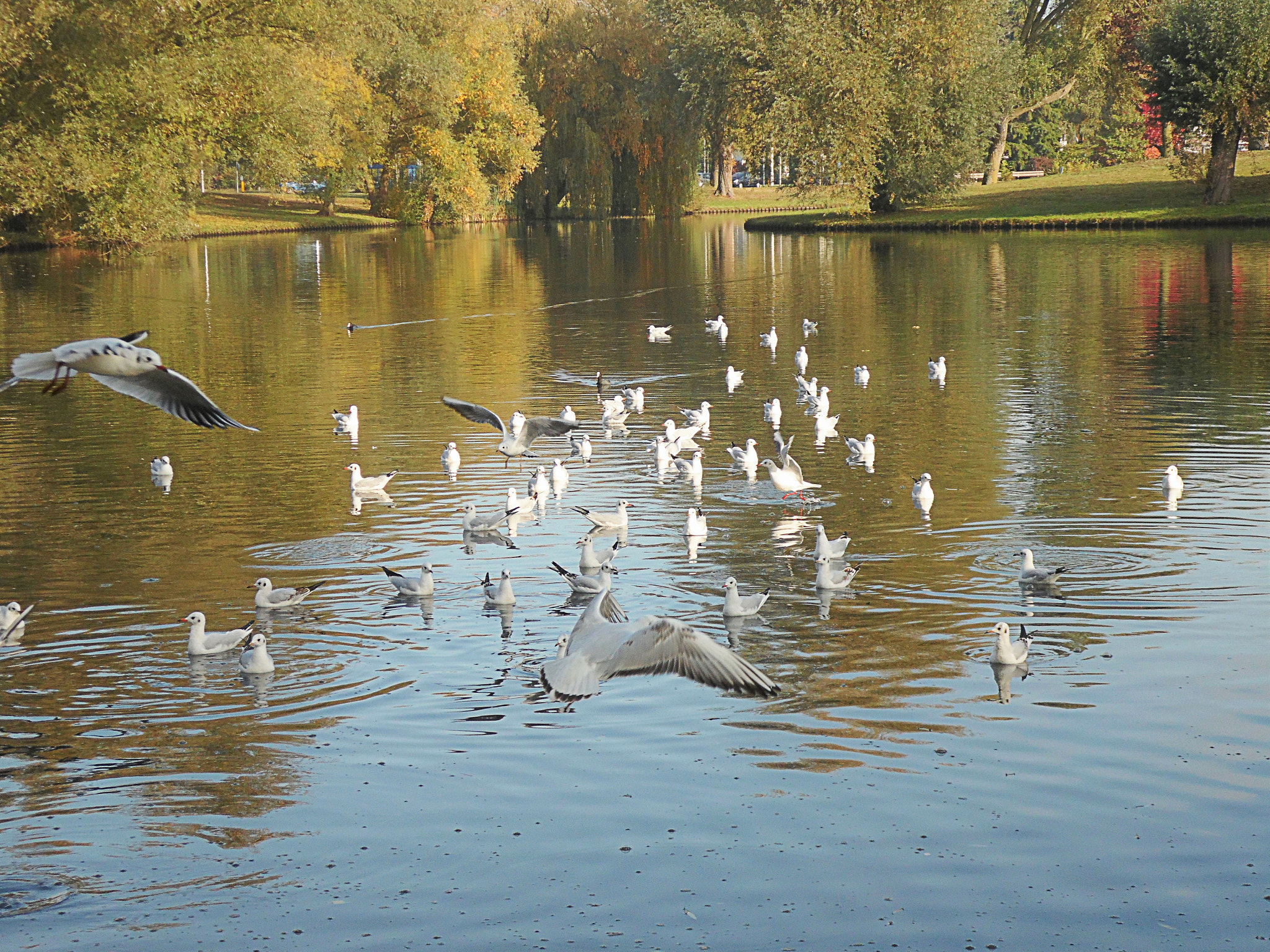 Samsung WB110/  WB111 sample photo. Birds photography