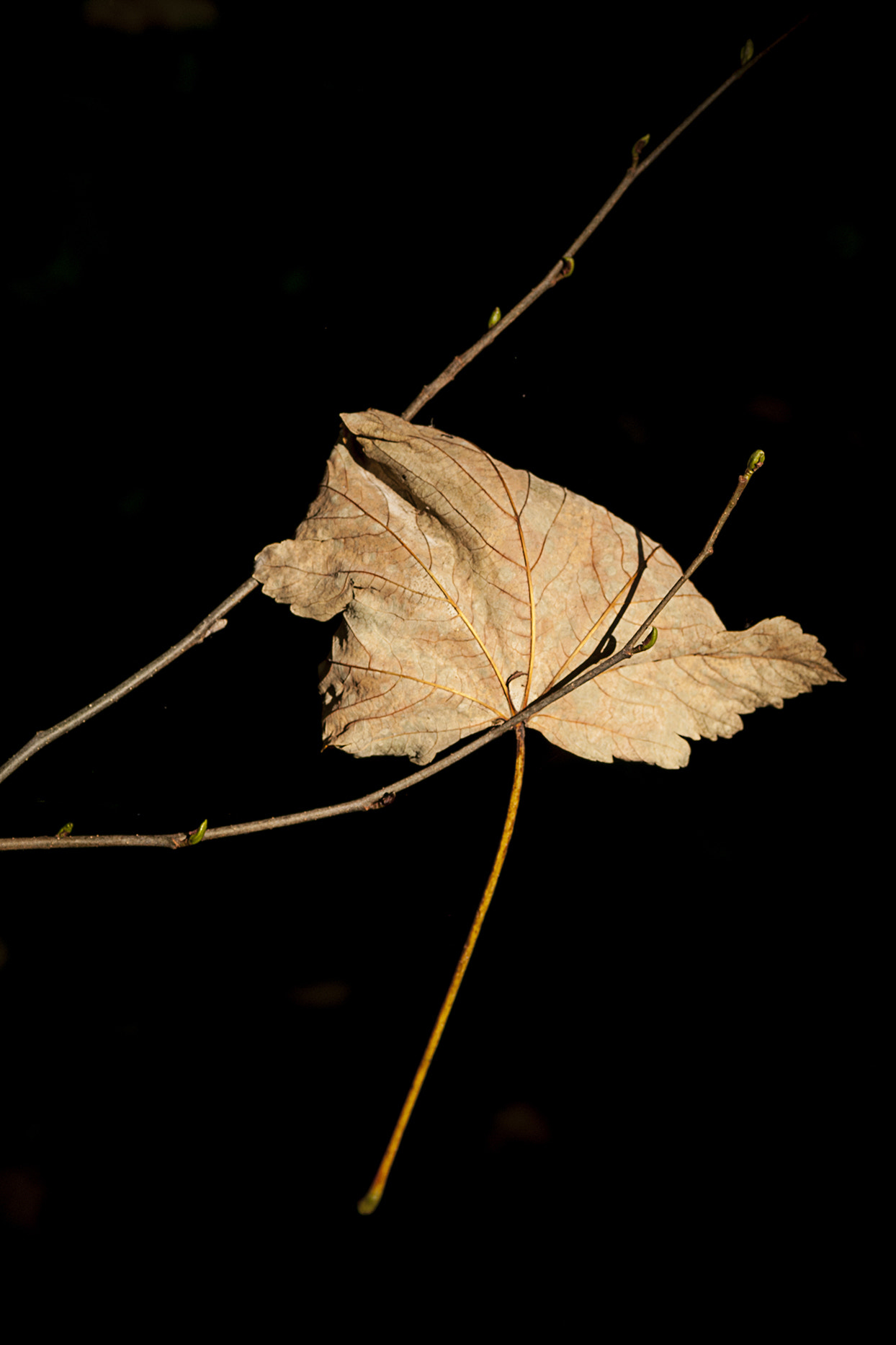 Nikon D300 sample photo. Hasta la primavera photography