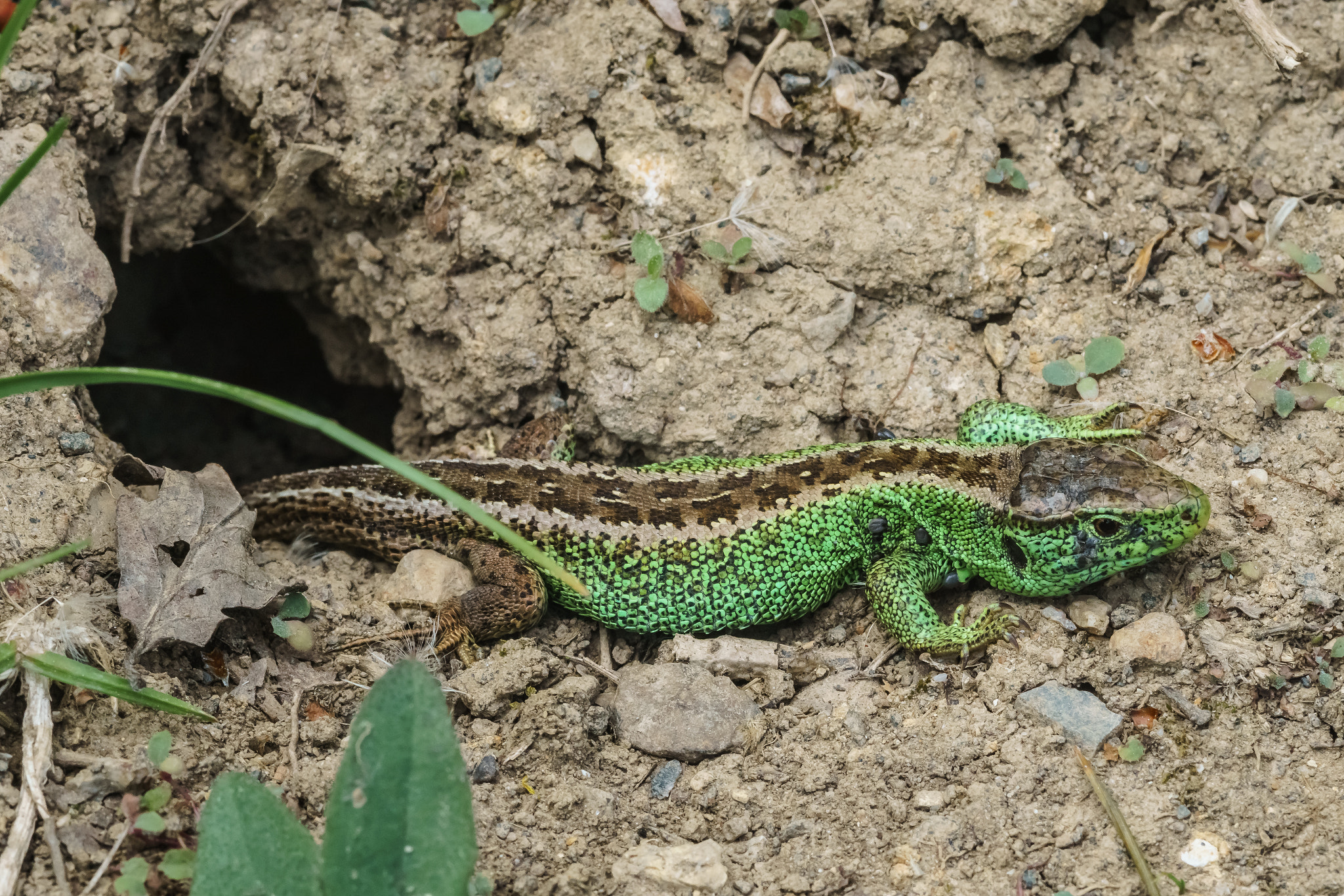 Sony a6000 + Sony DT 50mm F1.8 SAM sample photo. Lizard photography