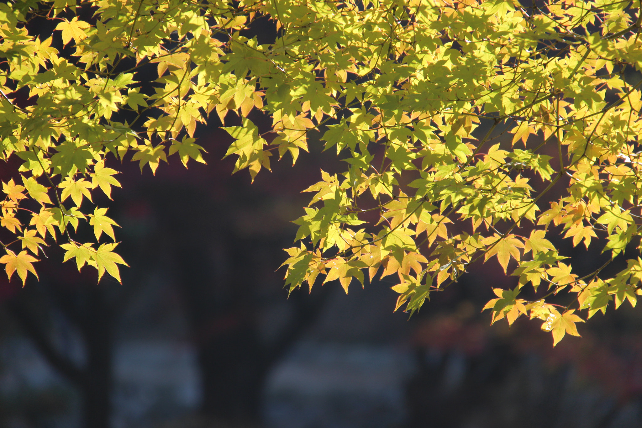 Canon EF-S 18-200mm F3.5-5.6 IS sample photo. 고궁에서```고운 단풍나무``` photography