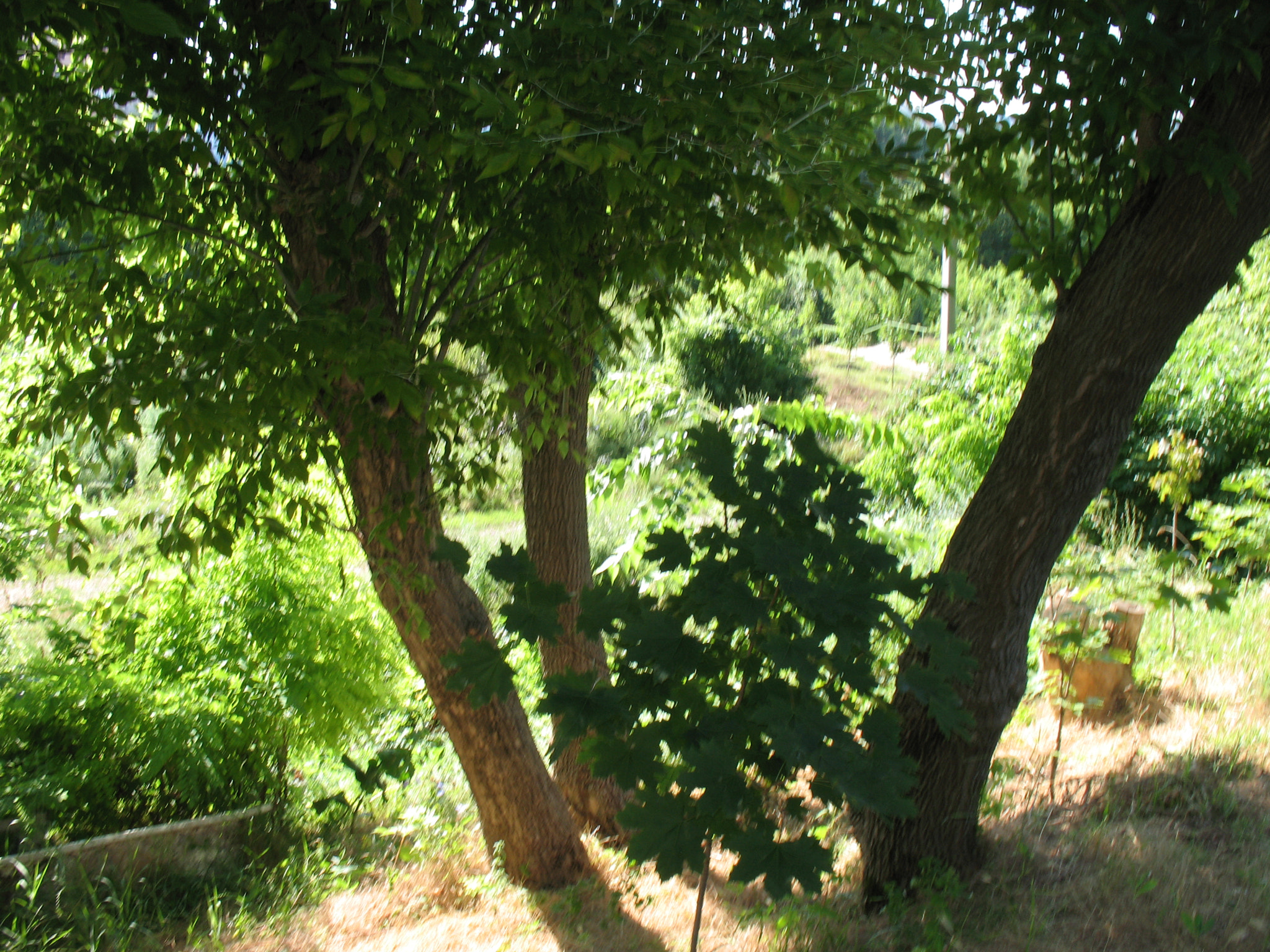 Canon POWERSHOT A630 sample photo. View of the clearing through the trees. photography