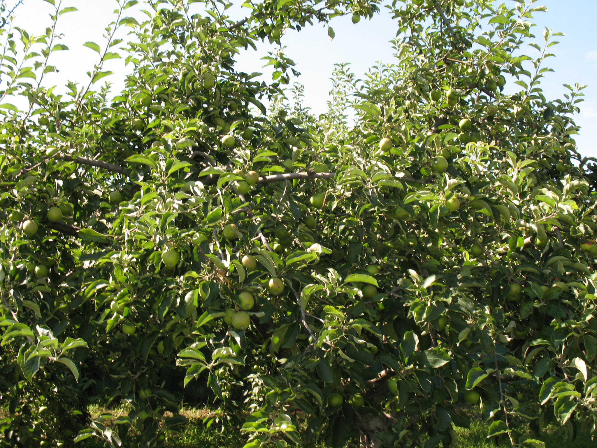 Canon POWERSHOT A630 sample photo. Apple tree with green apples yet. photography