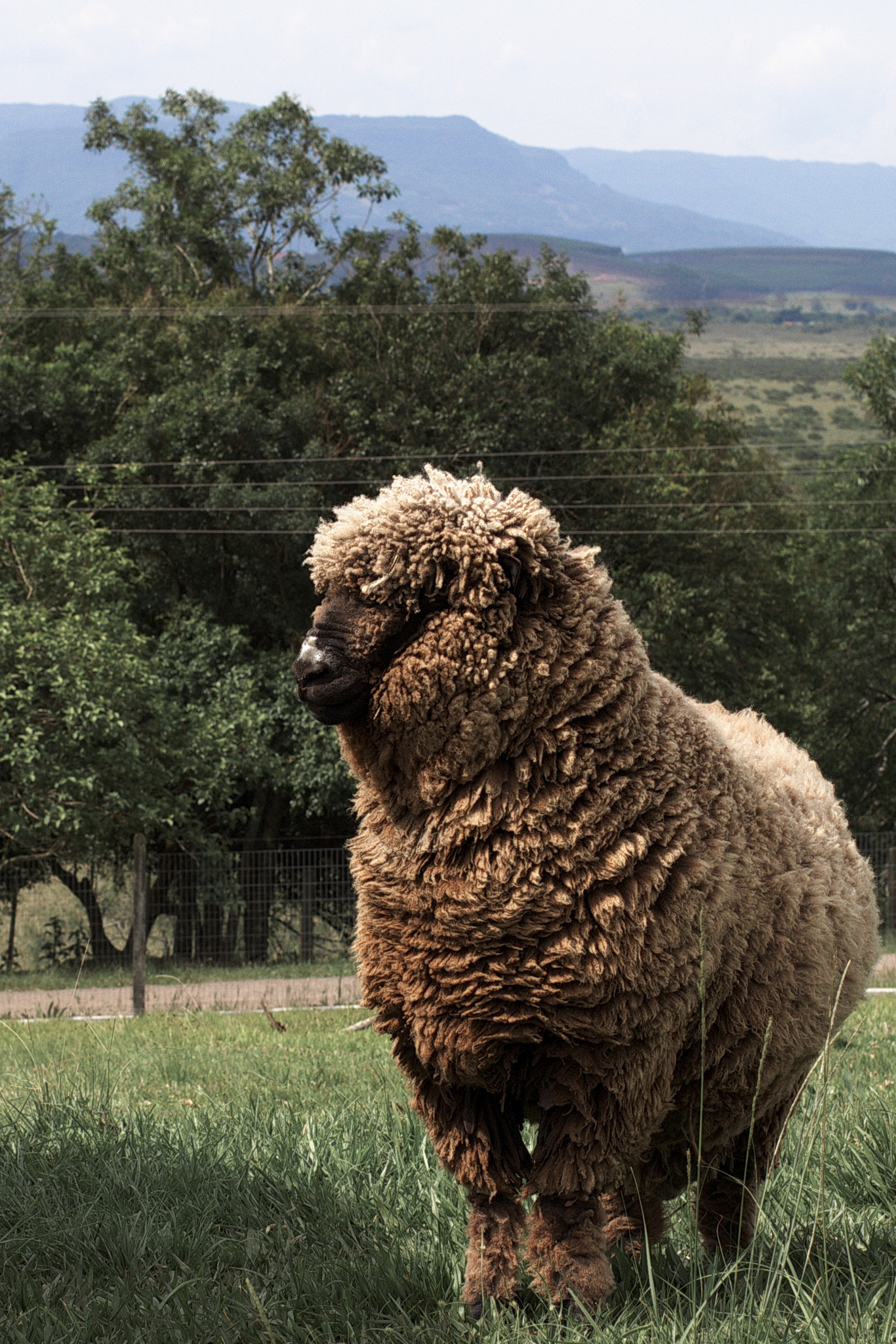 Canon EOS 100D (EOS Rebel SL1 / EOS Kiss X7) + Canon EF 40mm F2.8 STM sample photo. Alfa sheep photography