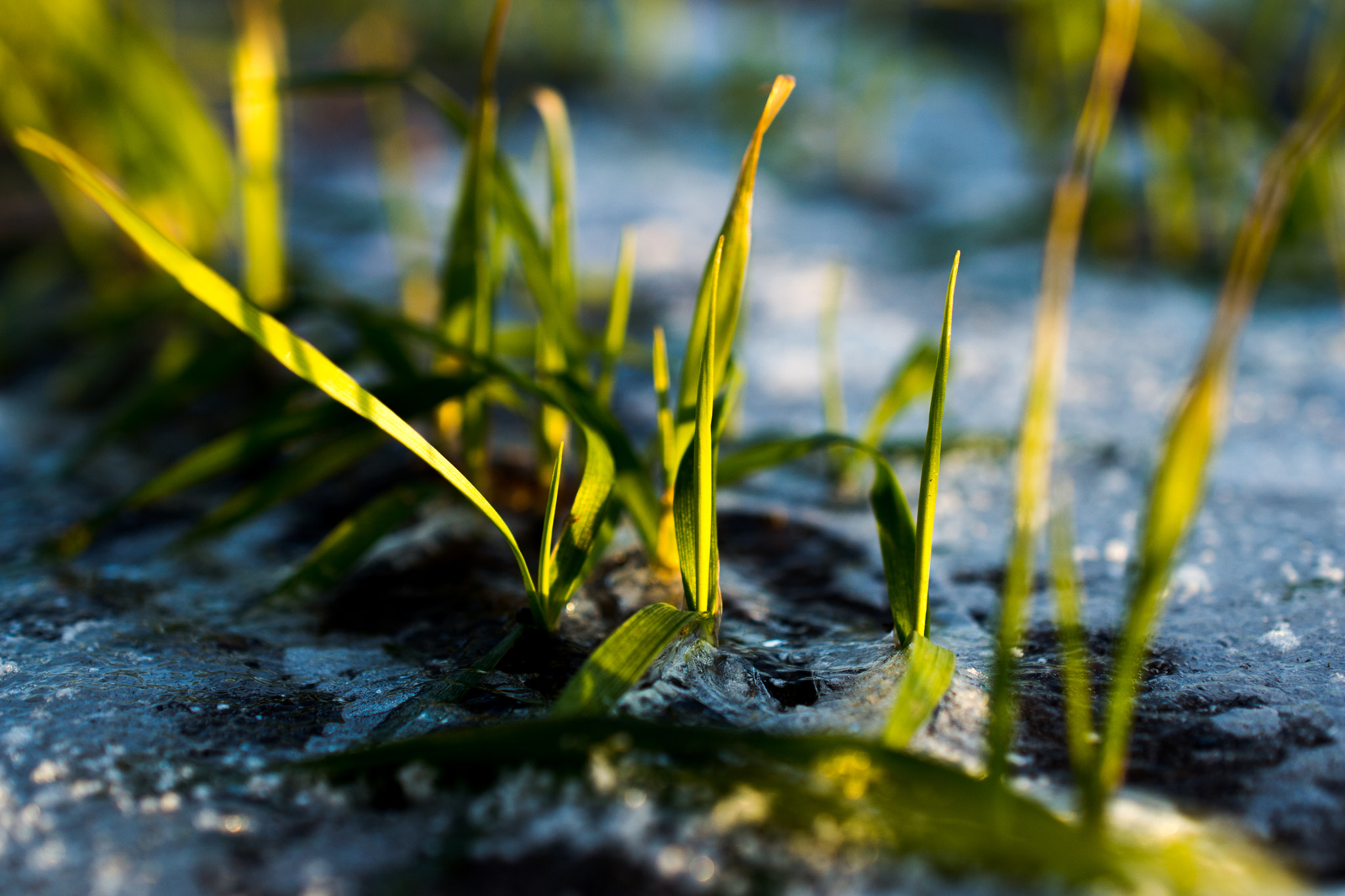 Nikon AF-S DX Micro Nikkor 40mm F2.8 sample photo. Green and alive photography