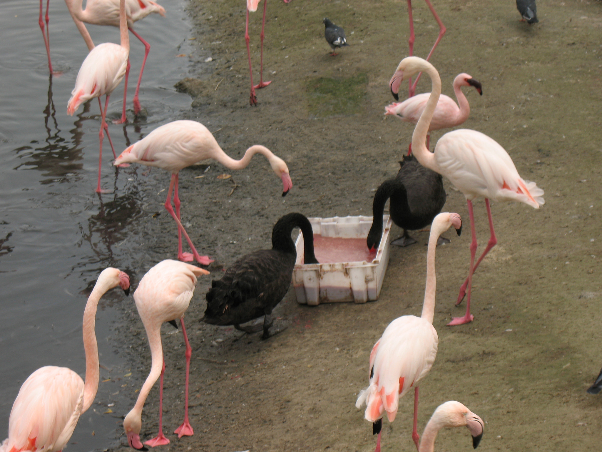 Canon POWERSHOT A630 sample photo. Two black swan on a visit from a group of flamingos. photography