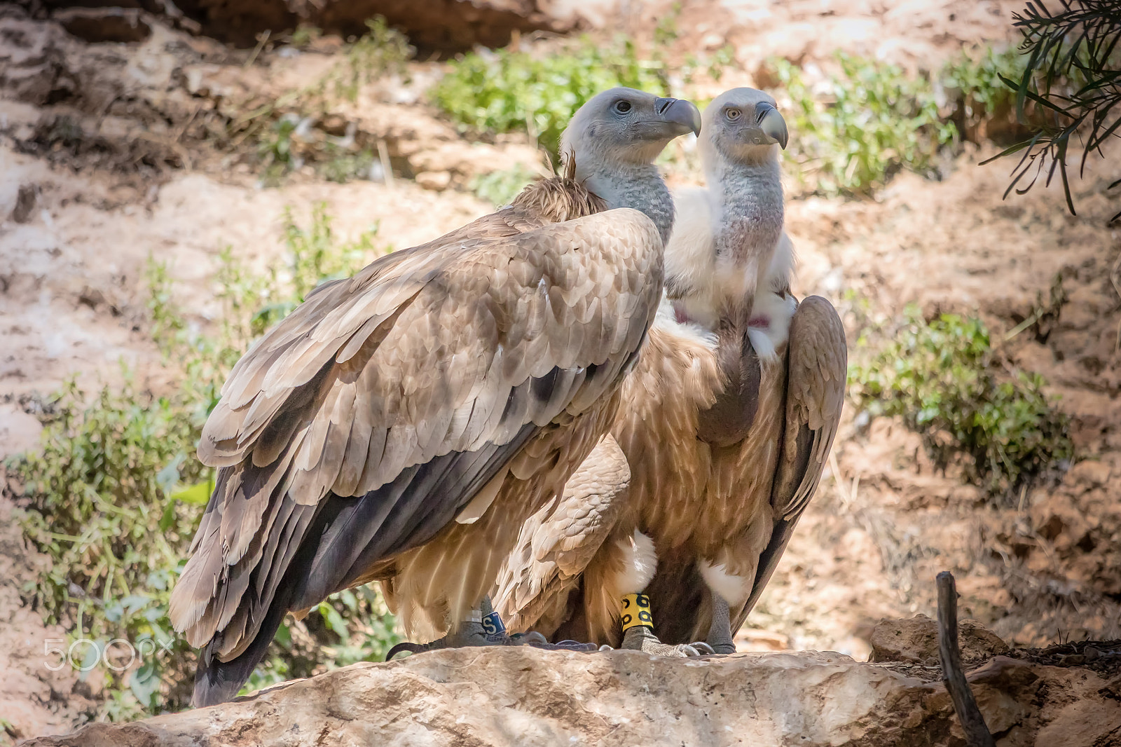 Canon EF-S 55-250mm F4-5.6 IS STM sample photo. Birds of prey photography