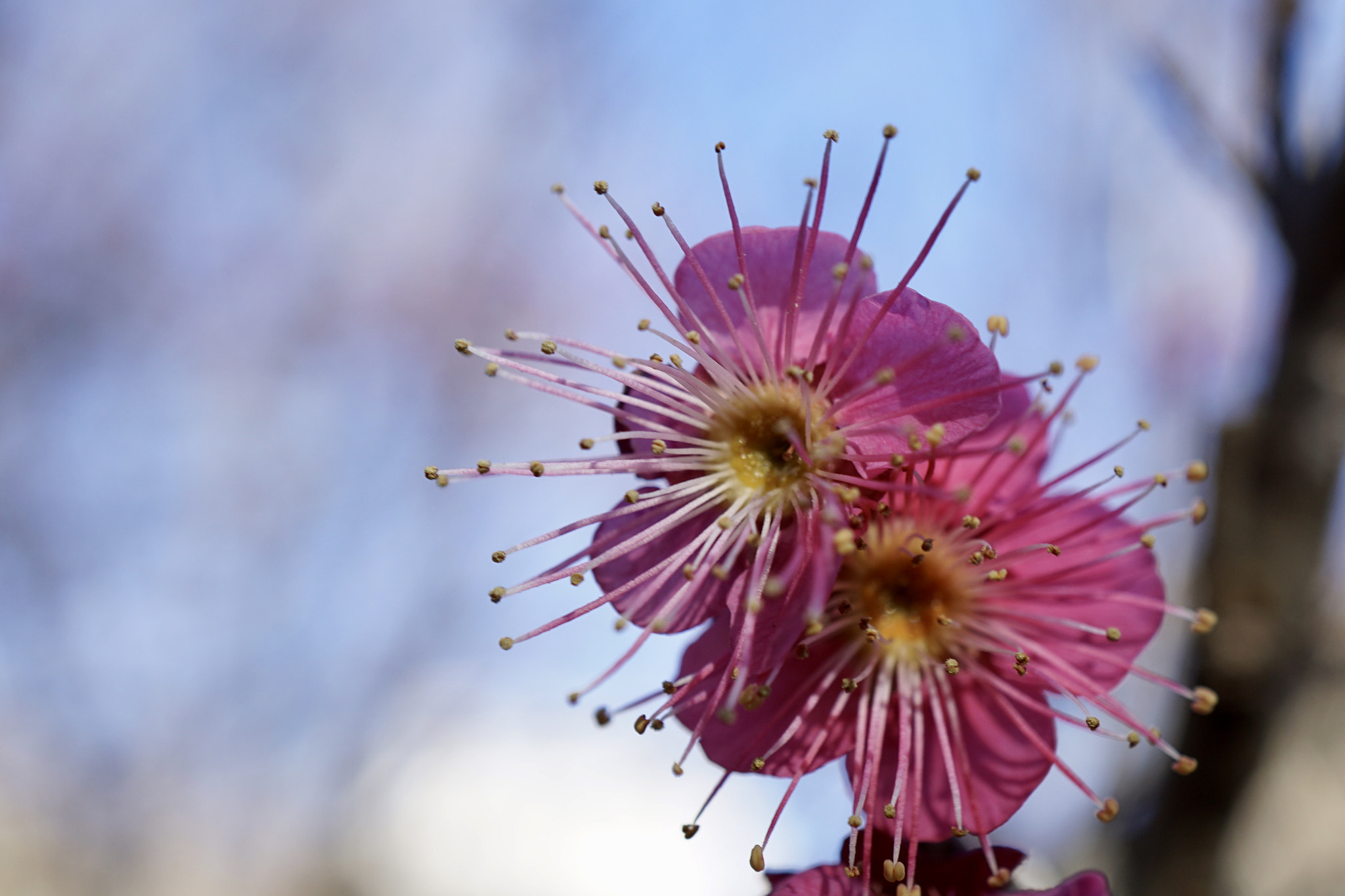 Sony a6000 + Sony E 30mm F3.5 sample photo. ♪*:.good morning.:*♪ photography