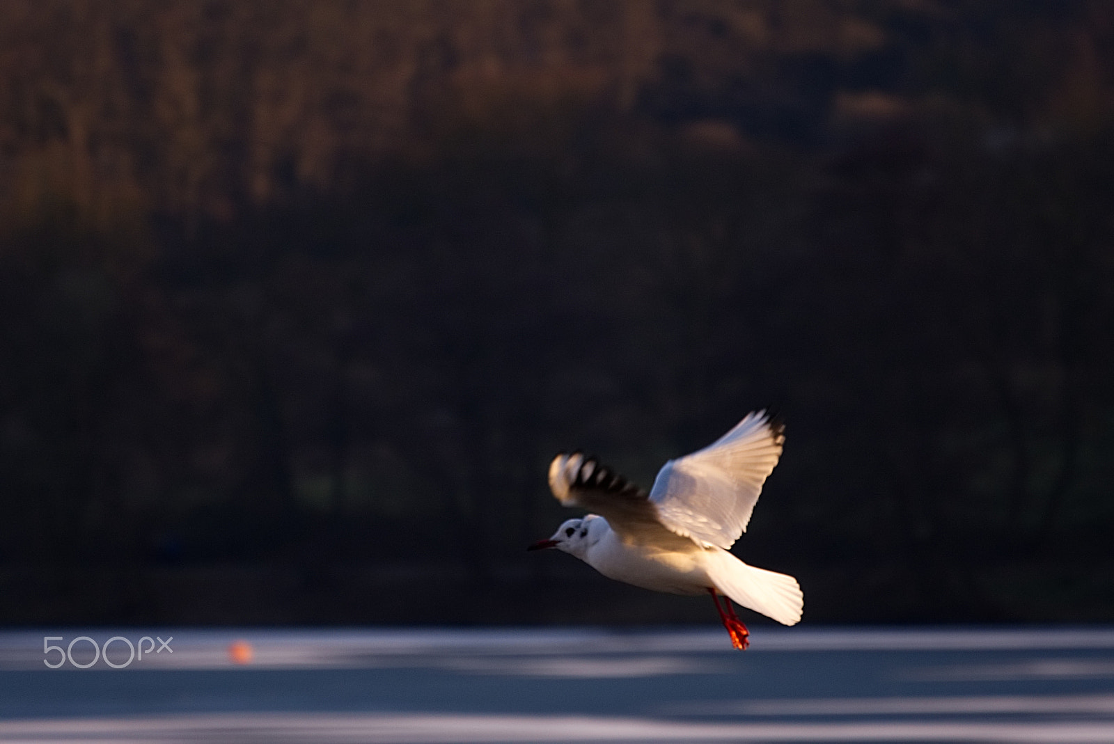 Panasonic Lumix G X Vario PZ 45-175mm F4.0-5.6 ASPH OIS sample photo. Vogel im flug photography