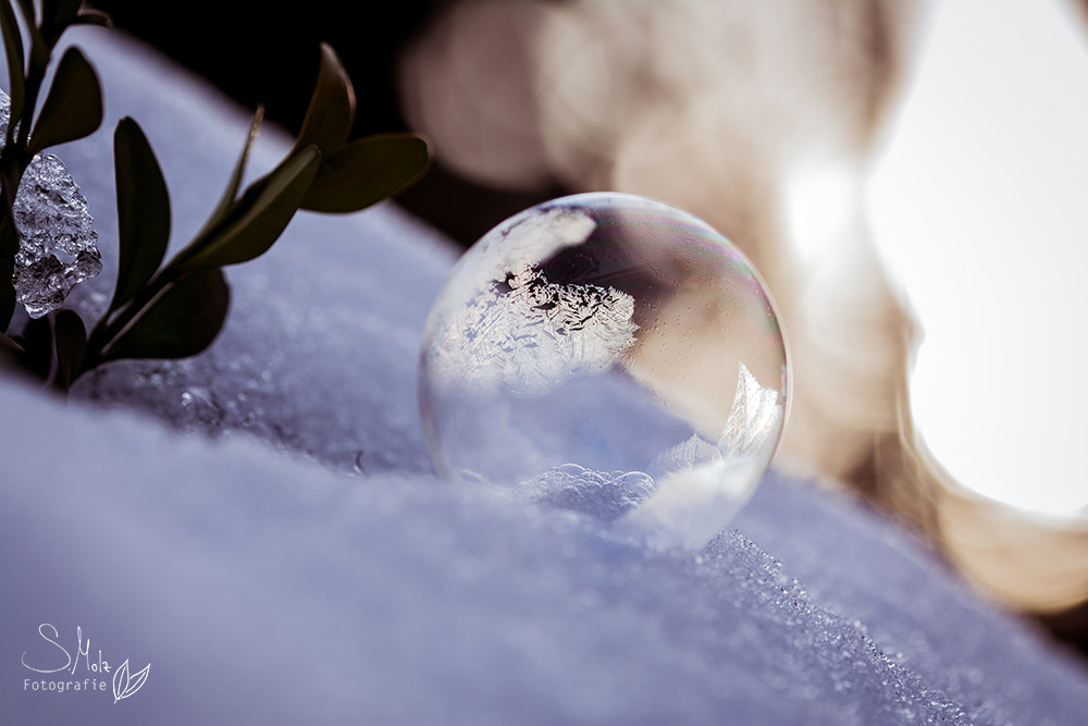 Sigma 105mm F2.8 EX DG OS HSM sample photo. Frozen photography