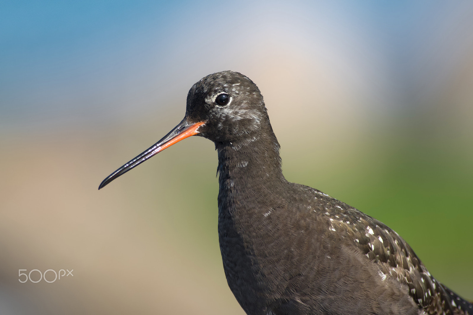 Pentax smc DA* 300mm F4.0 ED (IF) SDM sample photo. Spotted redshank photography