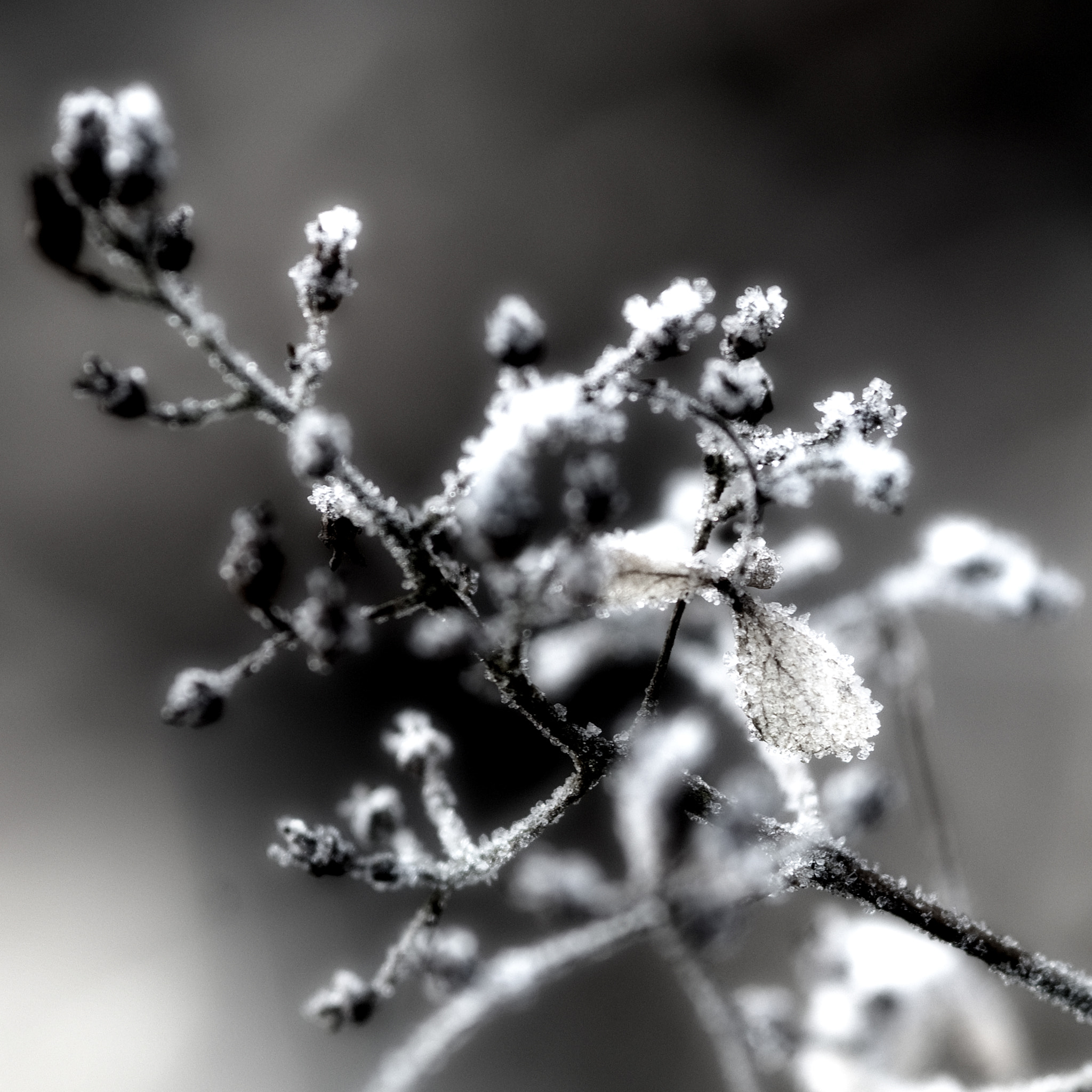 Nikon AF-S Micro-Nikkor 105mm F2.8G IF-ED VR sample photo. Frozen photography