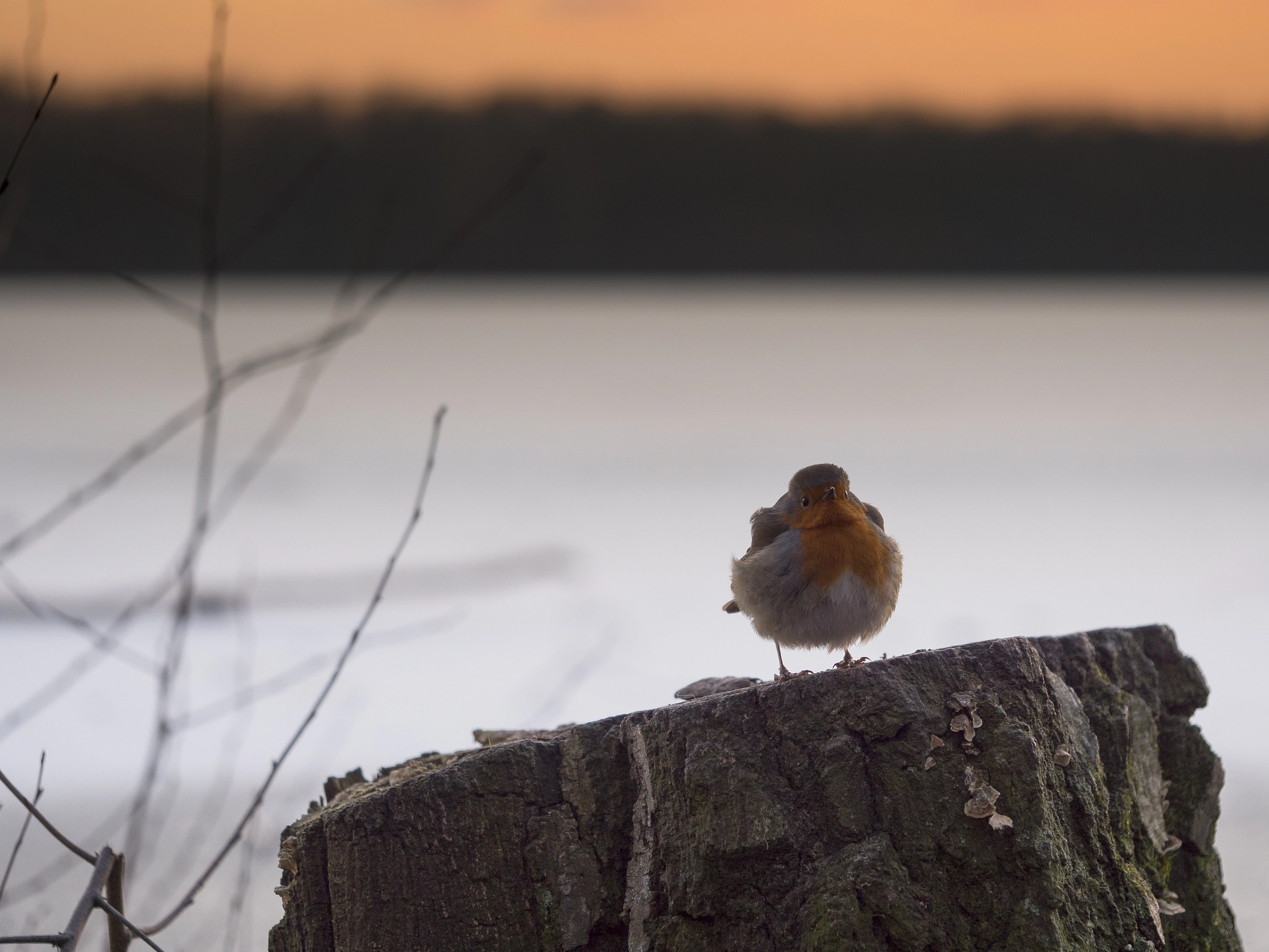 Olympus M.Zuiko Digital ED 60mm F2.8 Macro sample photo. Bird in the sunset photography