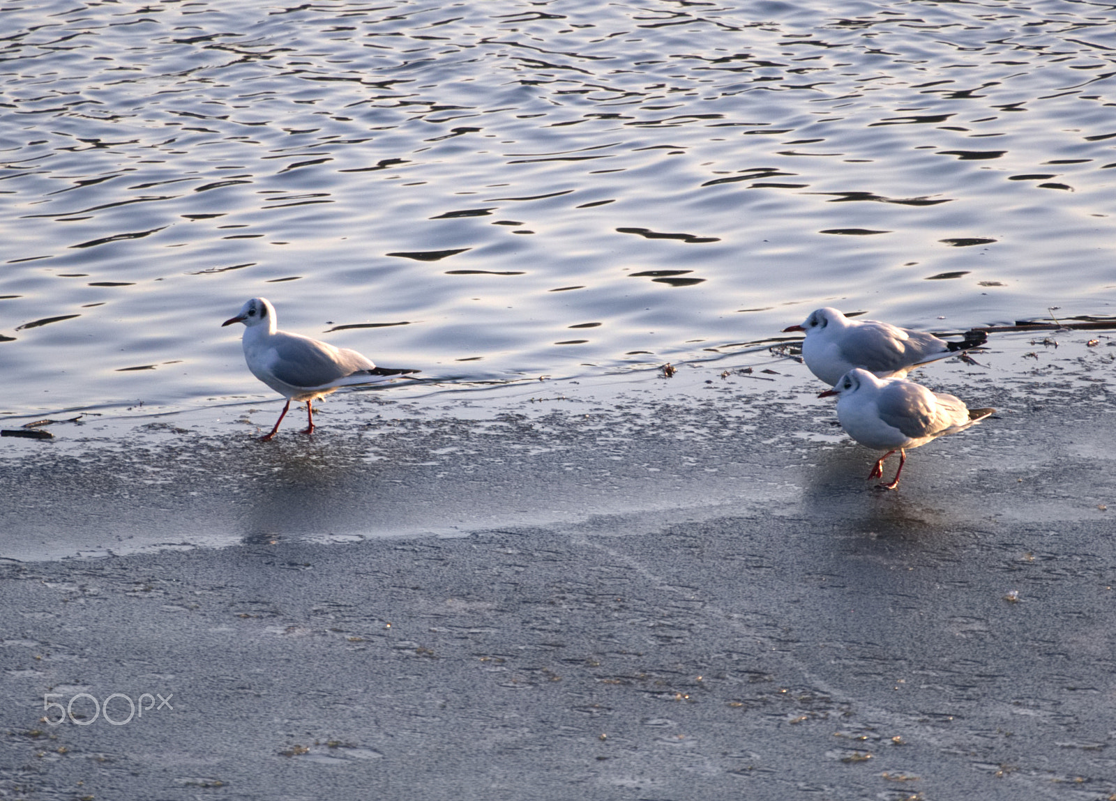 Panasonic Lumix DMC-GH3 sample photo. Schau an, schau an! photography